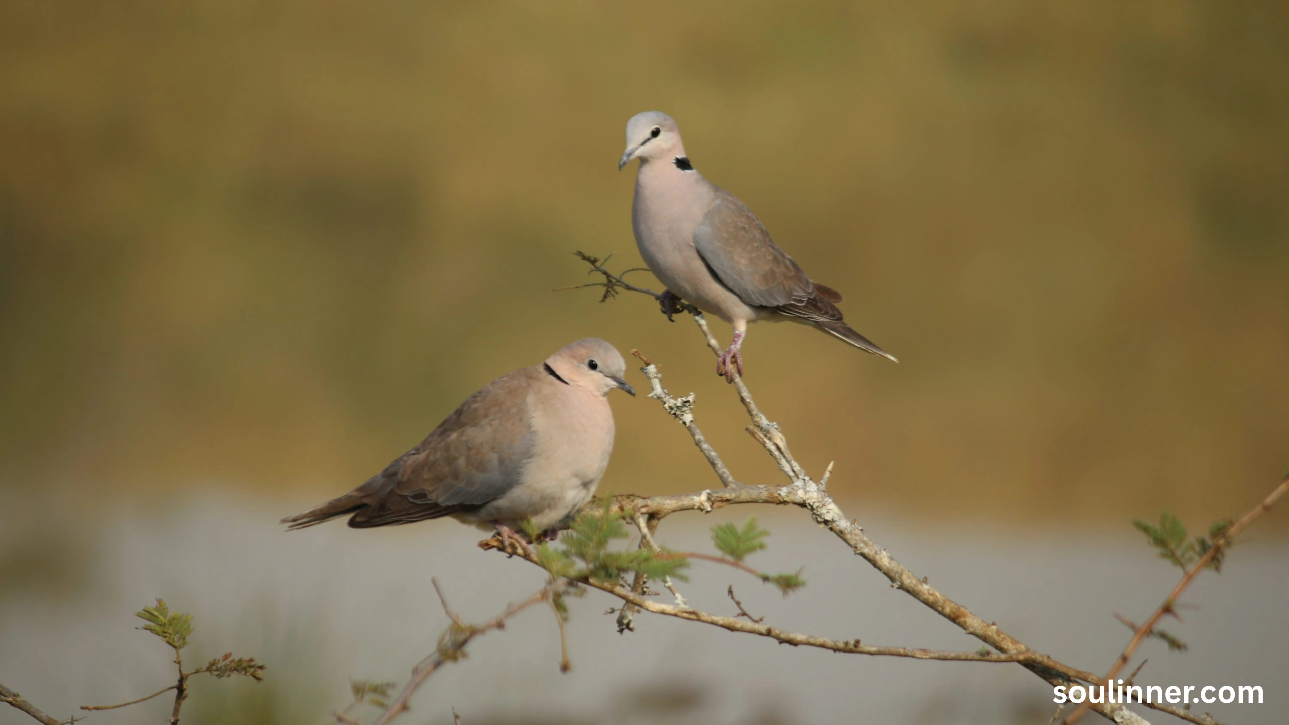 Two Grey Doves Spiritual Meaning