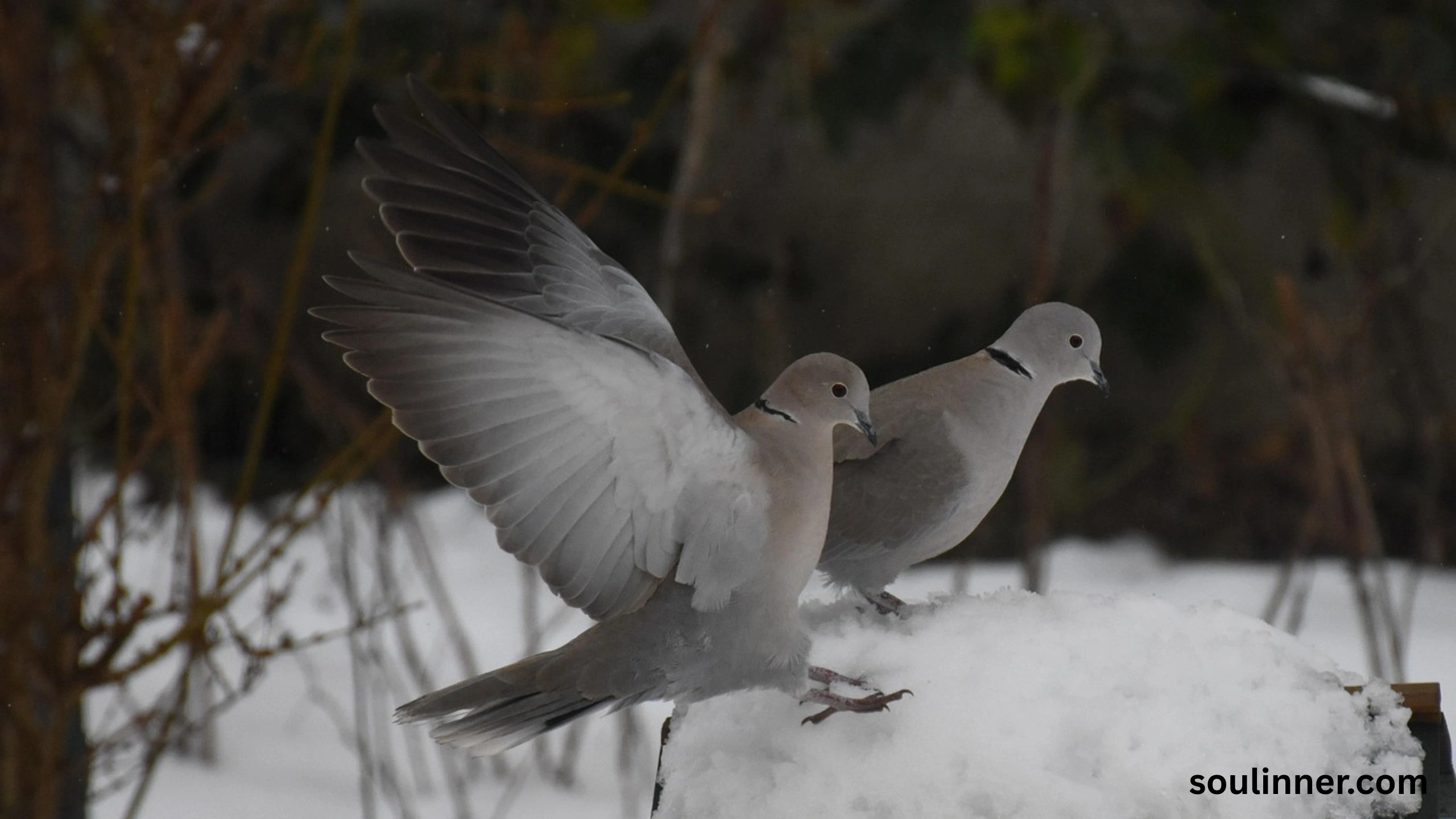 Two Grey Doves Spiritual Meaning