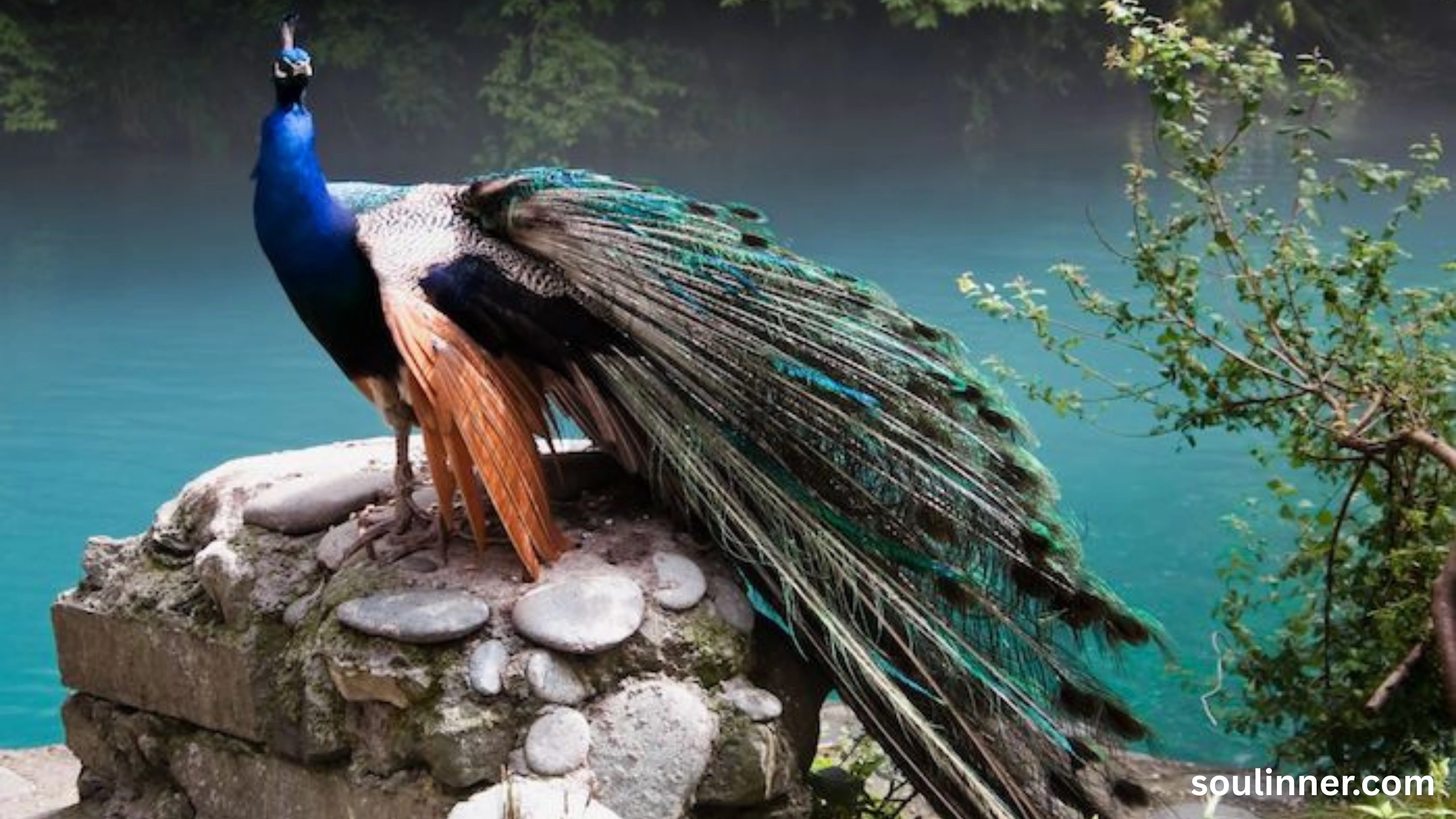 What Does It Mean When a Peacock Crosses Your Path