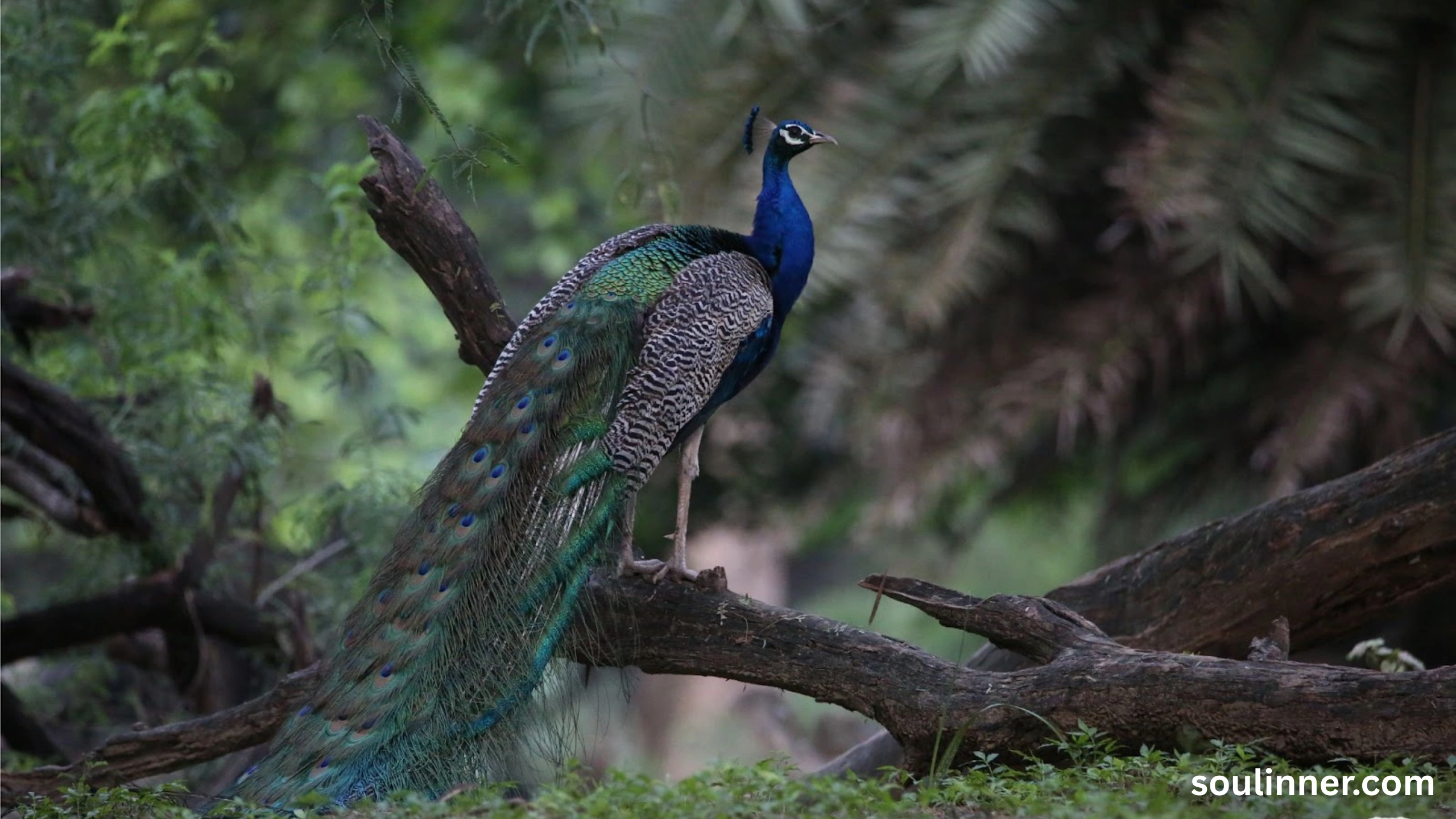What Does It Mean When a Peacock Crosses Your Path