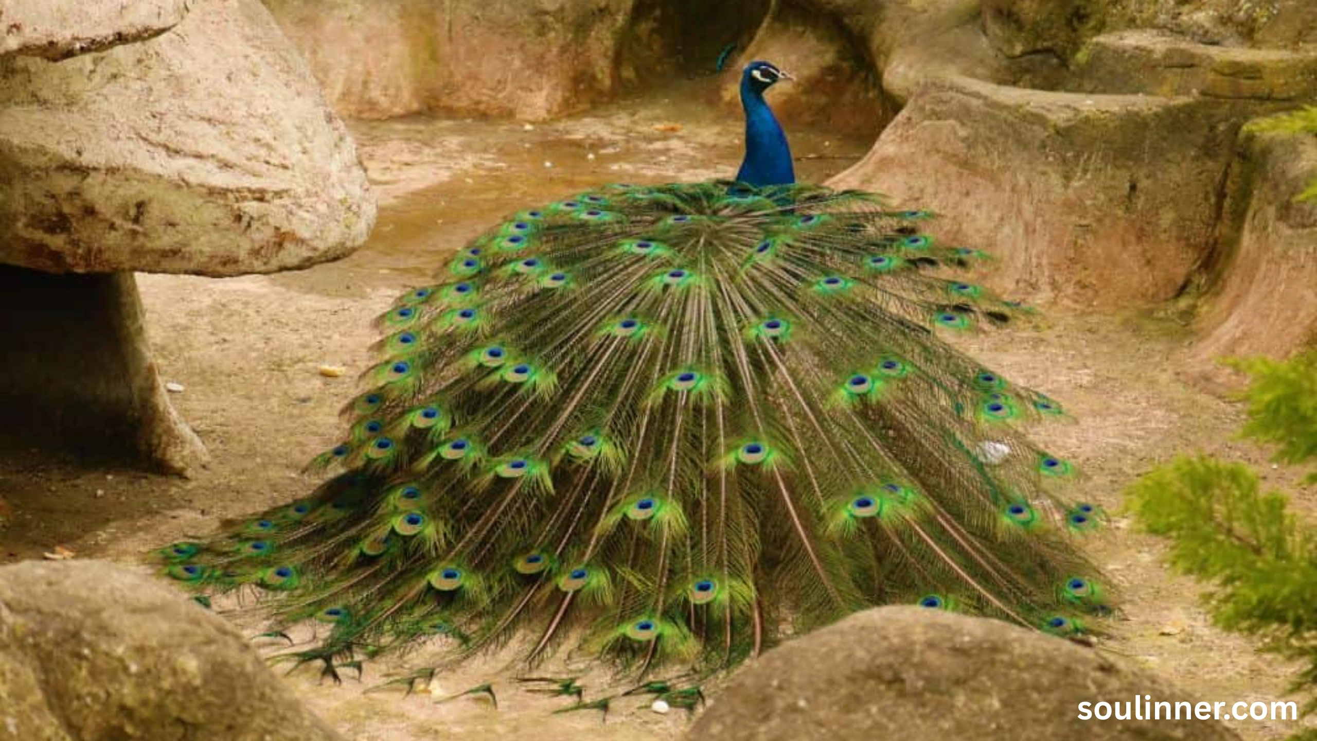 What Does It Mean When a Peacock Crosses Your Path