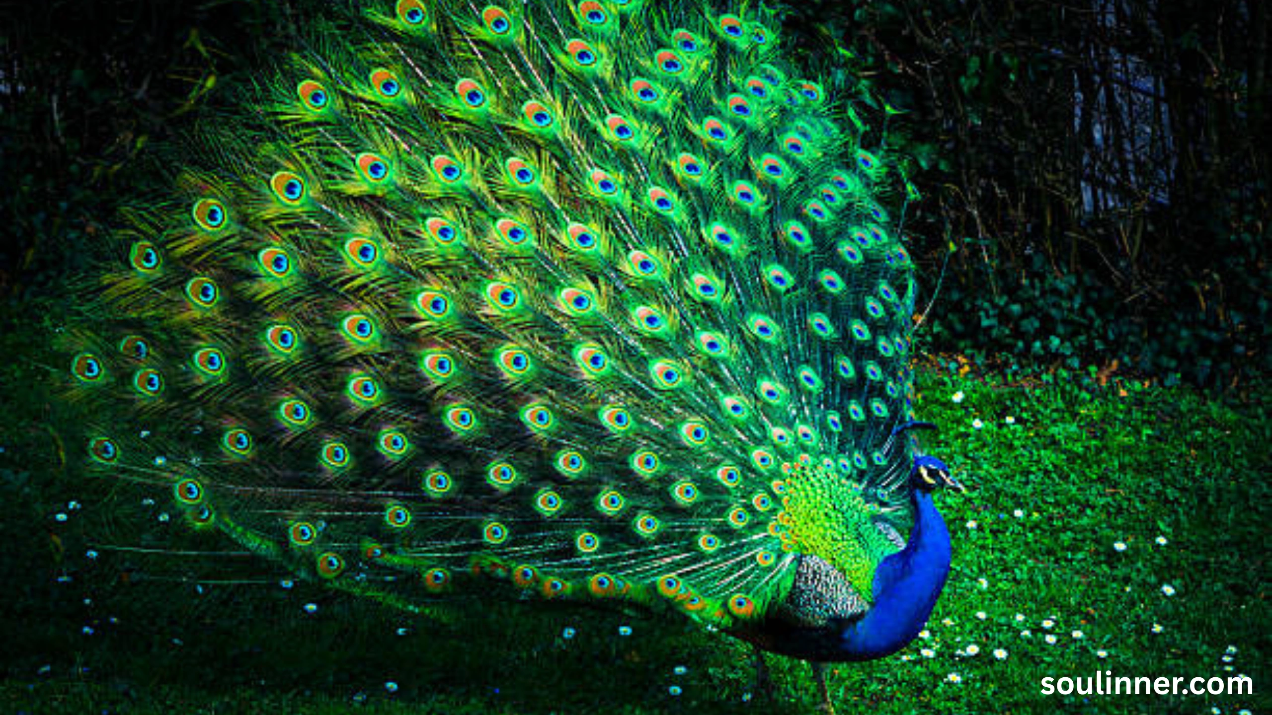 What Does It Mean When a Peacock Crosses Your Path