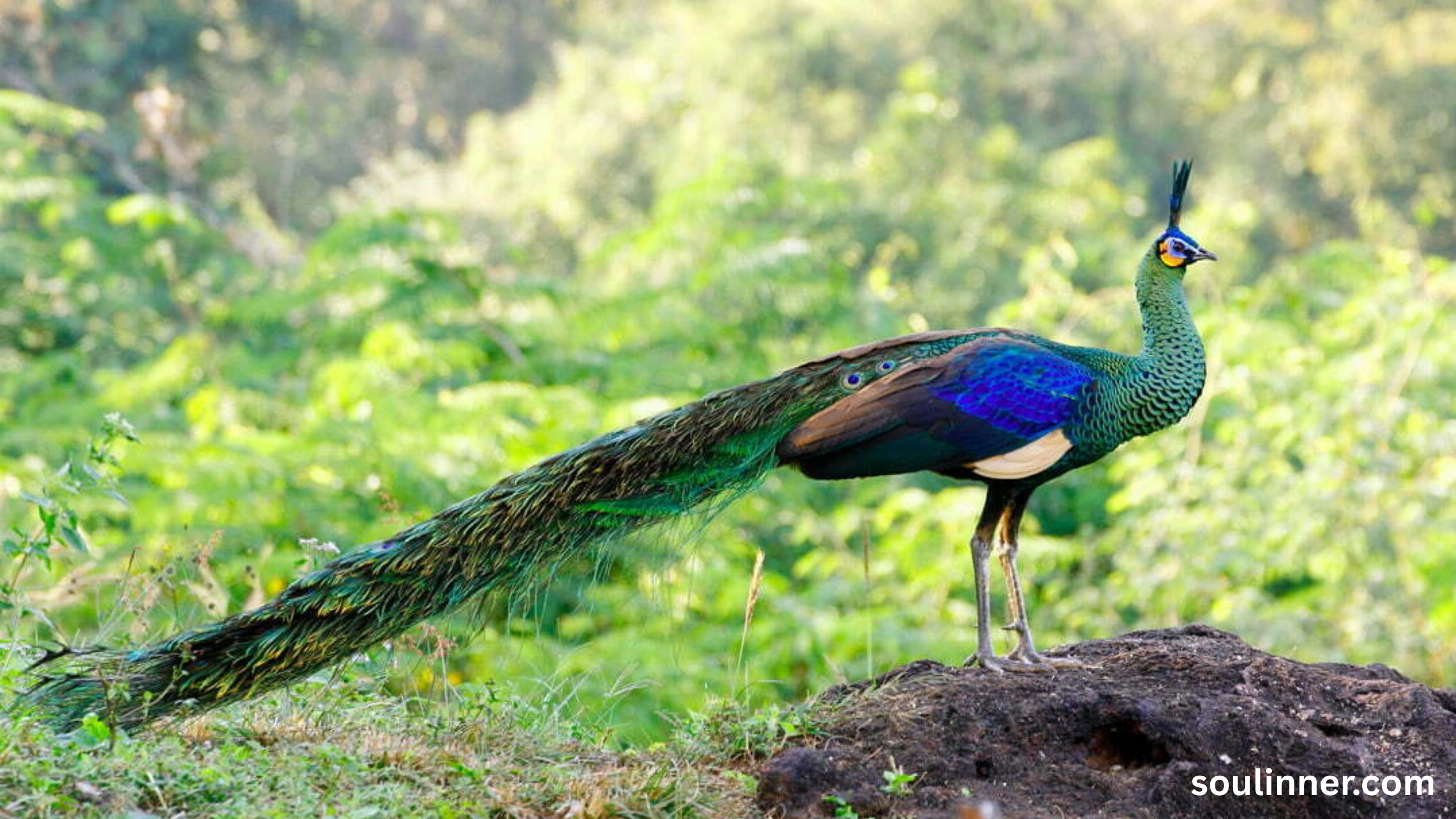 What Does It Mean When a Peacock Crosses Your Path