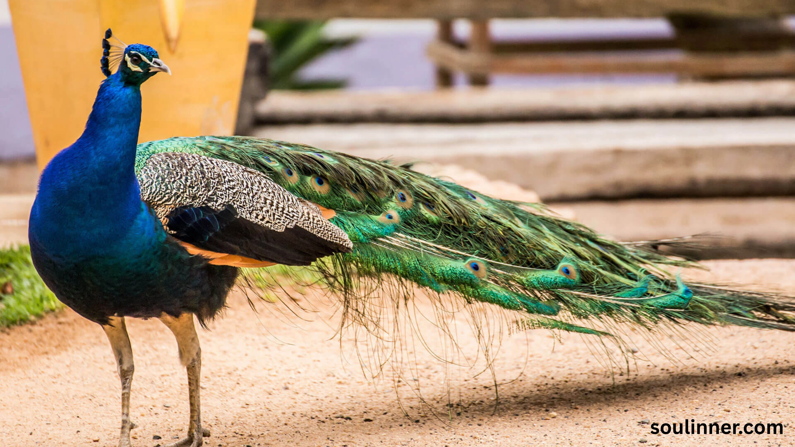 What Does It Mean When a Peacock Crosses Your Path