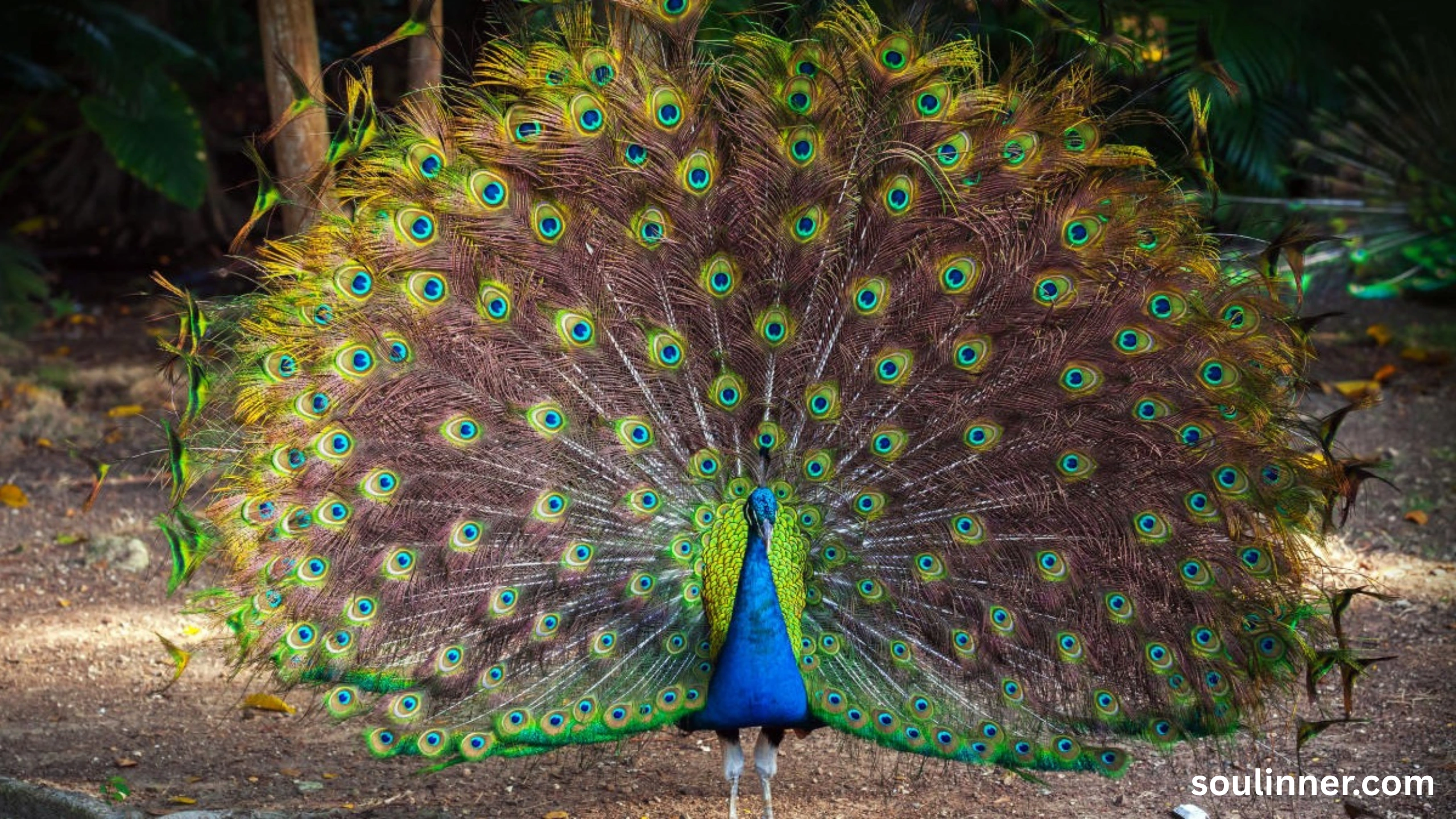 What Does It Mean When a Peacock Crosses Your Path
