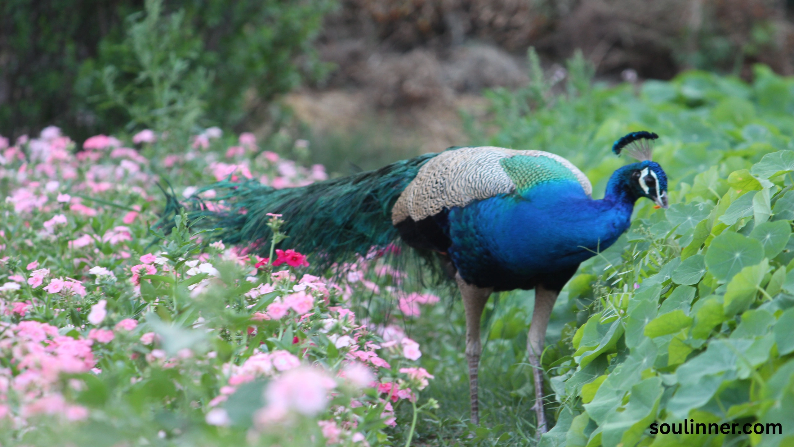 What Does It Mean When a Peacock Crosses Your Path