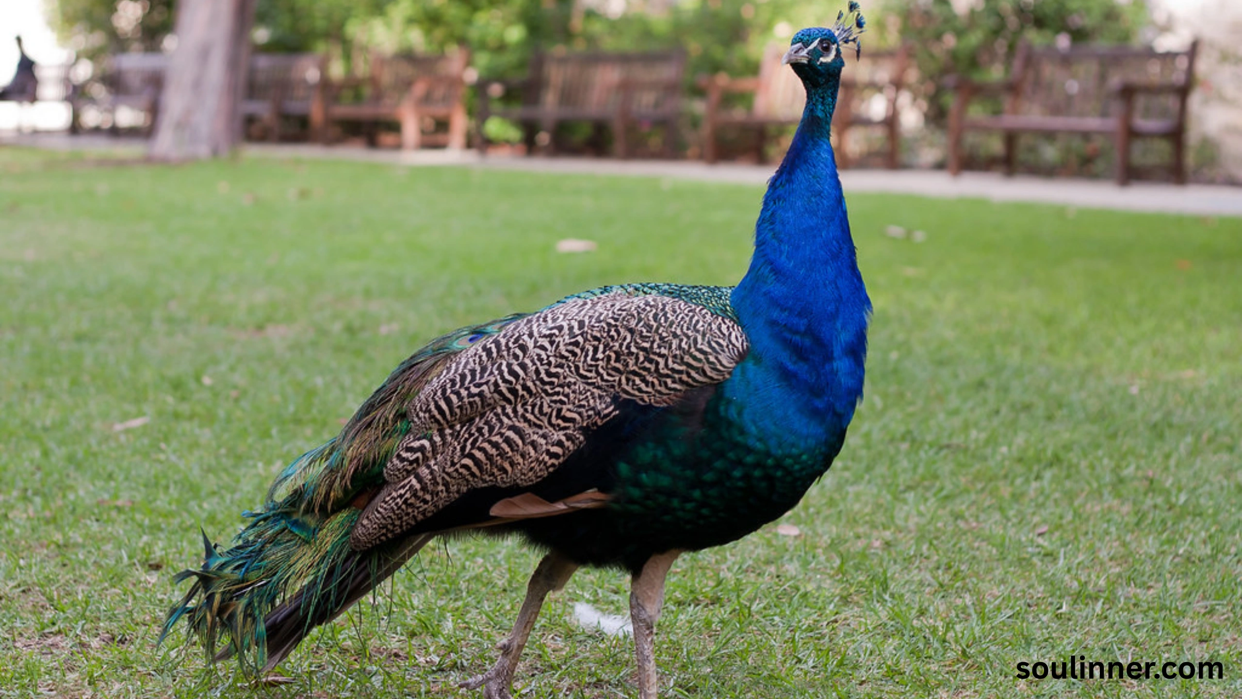 What Does It Mean When a Peacock Crosses Your Path