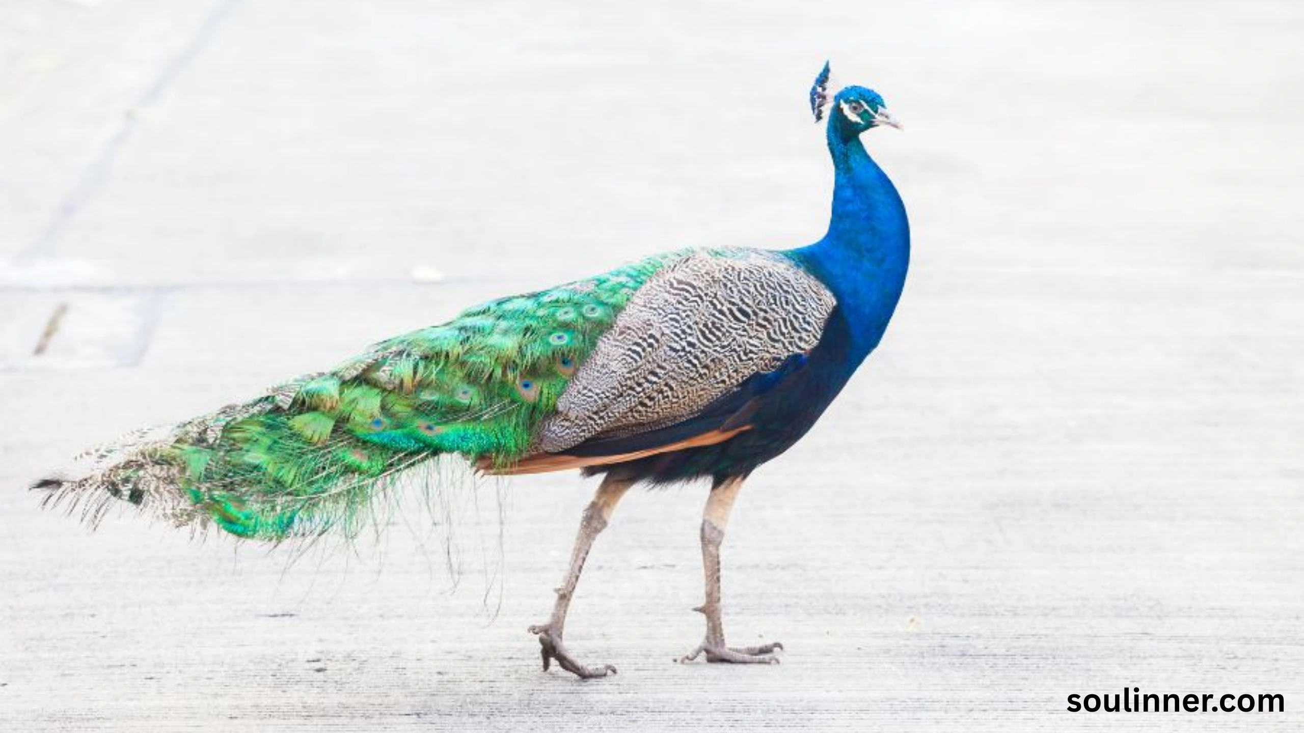What Does It Mean When a Peacock Crosses Your Path