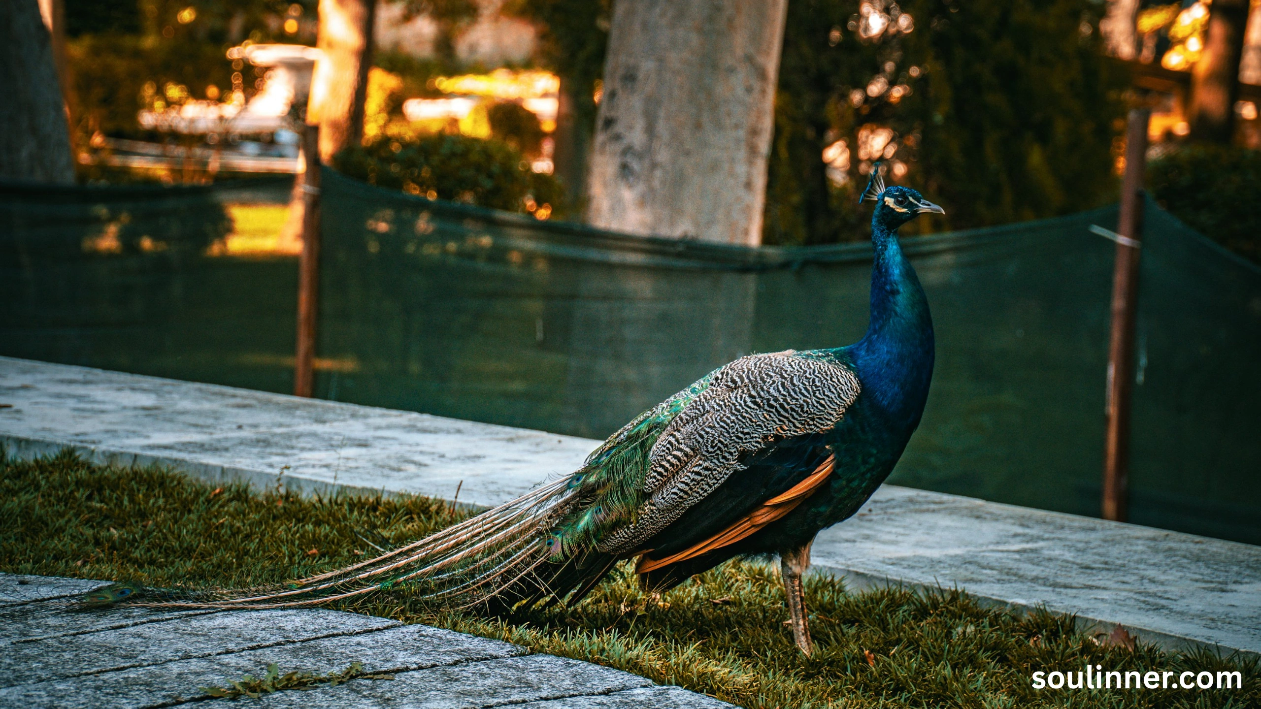 What Does It Mean When a Peacock Crosses Your Path