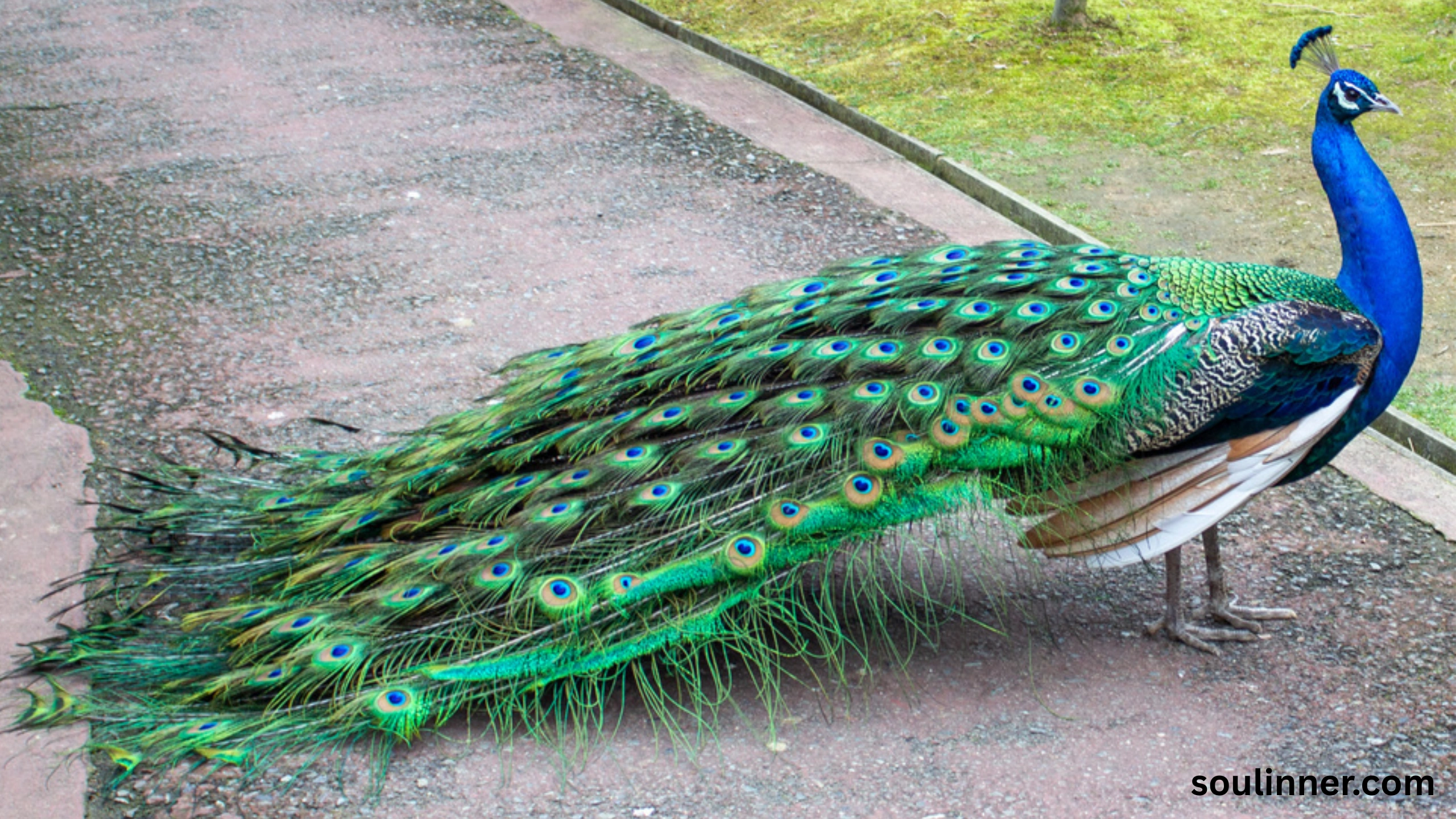 What Does It Mean When a Peacock Crosses Your Path