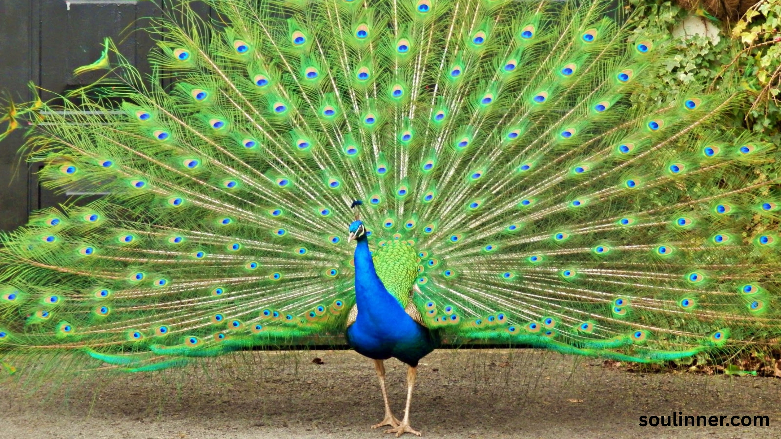 What Does It Mean When a Peacock Crosses Your Path