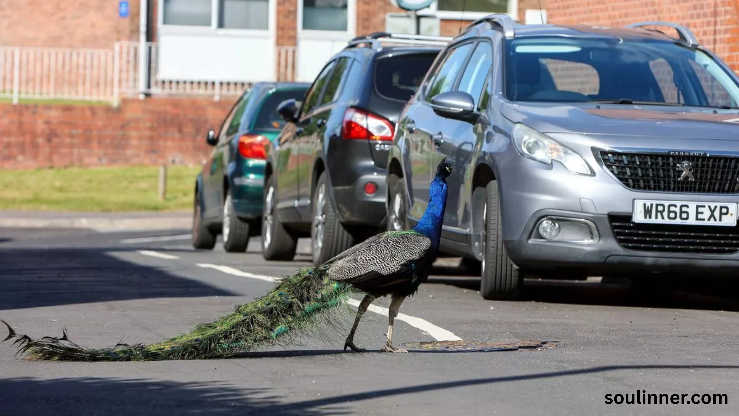 What Does It Mean When a Peacock Crosses Your Path