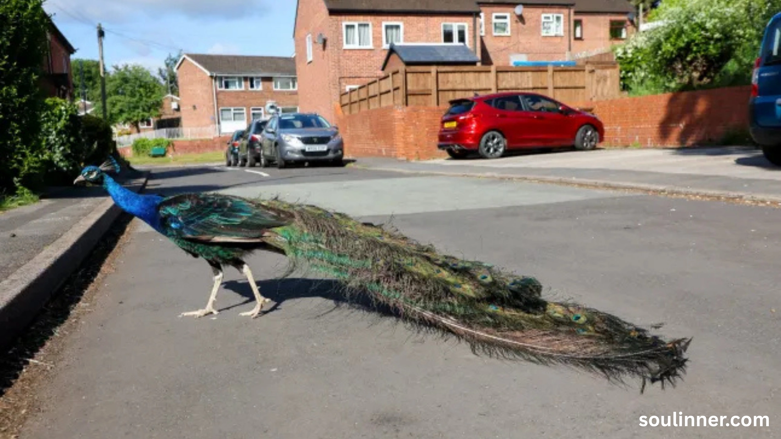 What Does It Mean When a Peacock Crosses Your Path