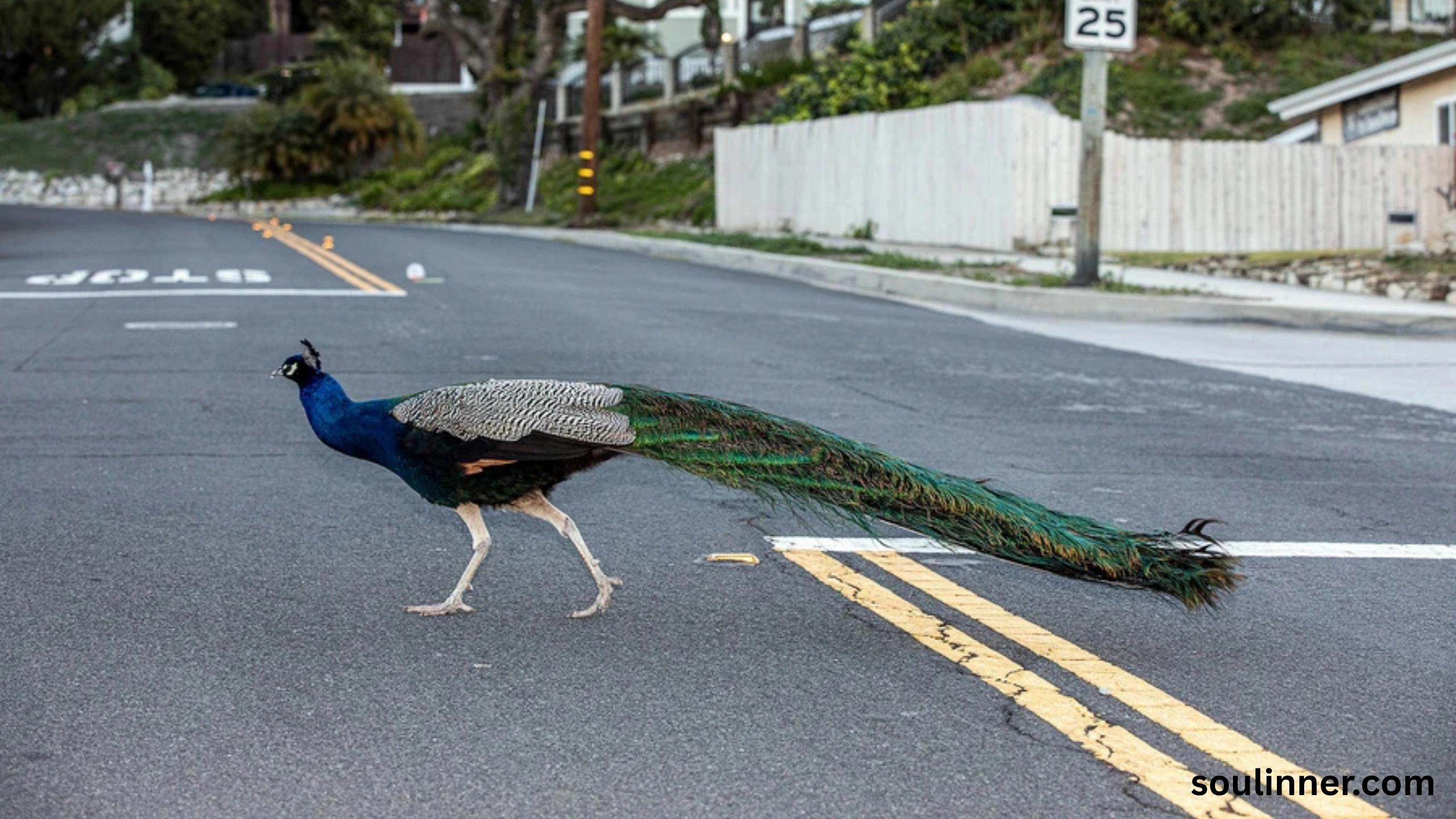 What Does It Mean When a Peacock Crosses Your Path