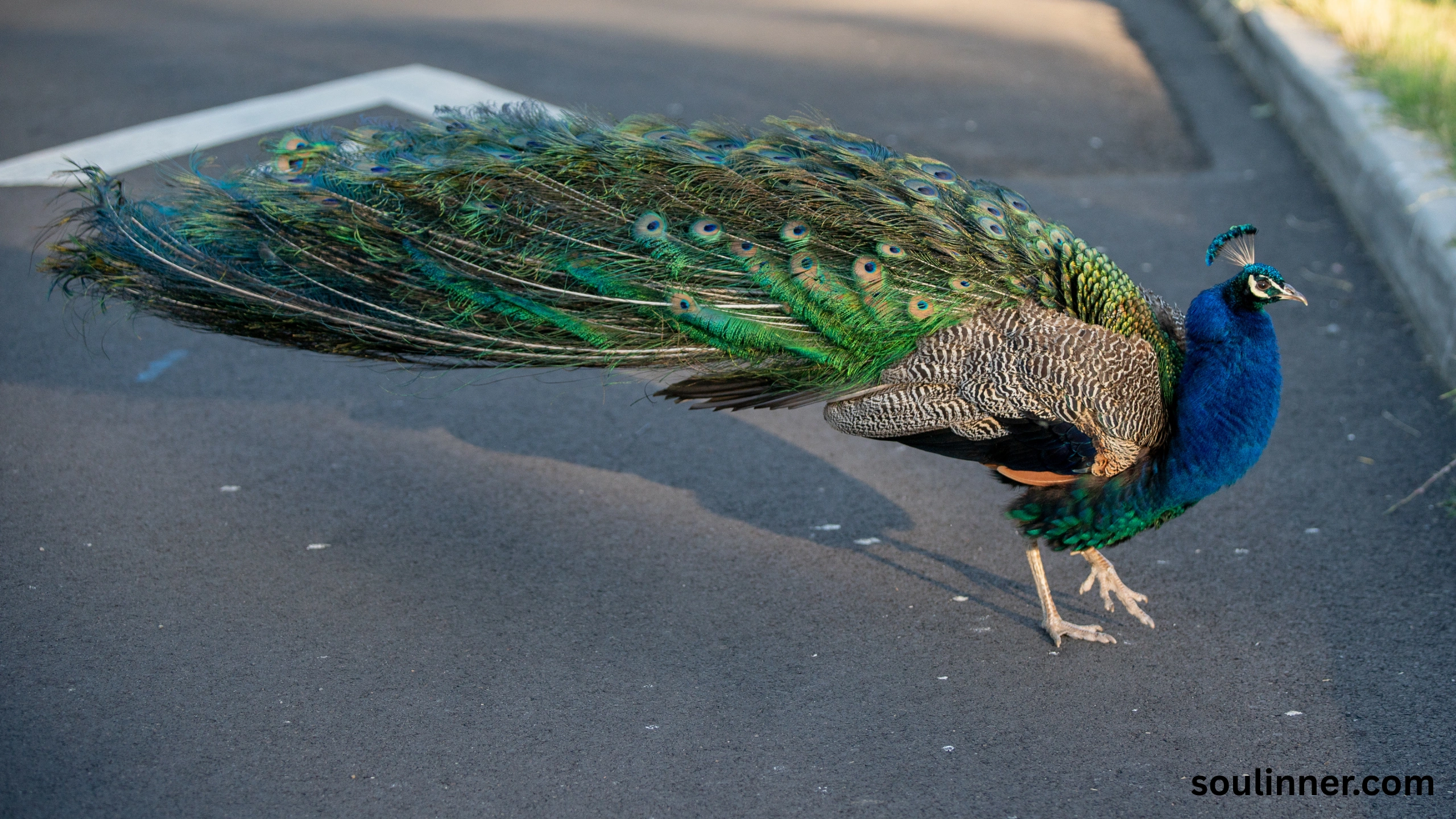 What Does It Mean When a Peacock Crosses Your Path?