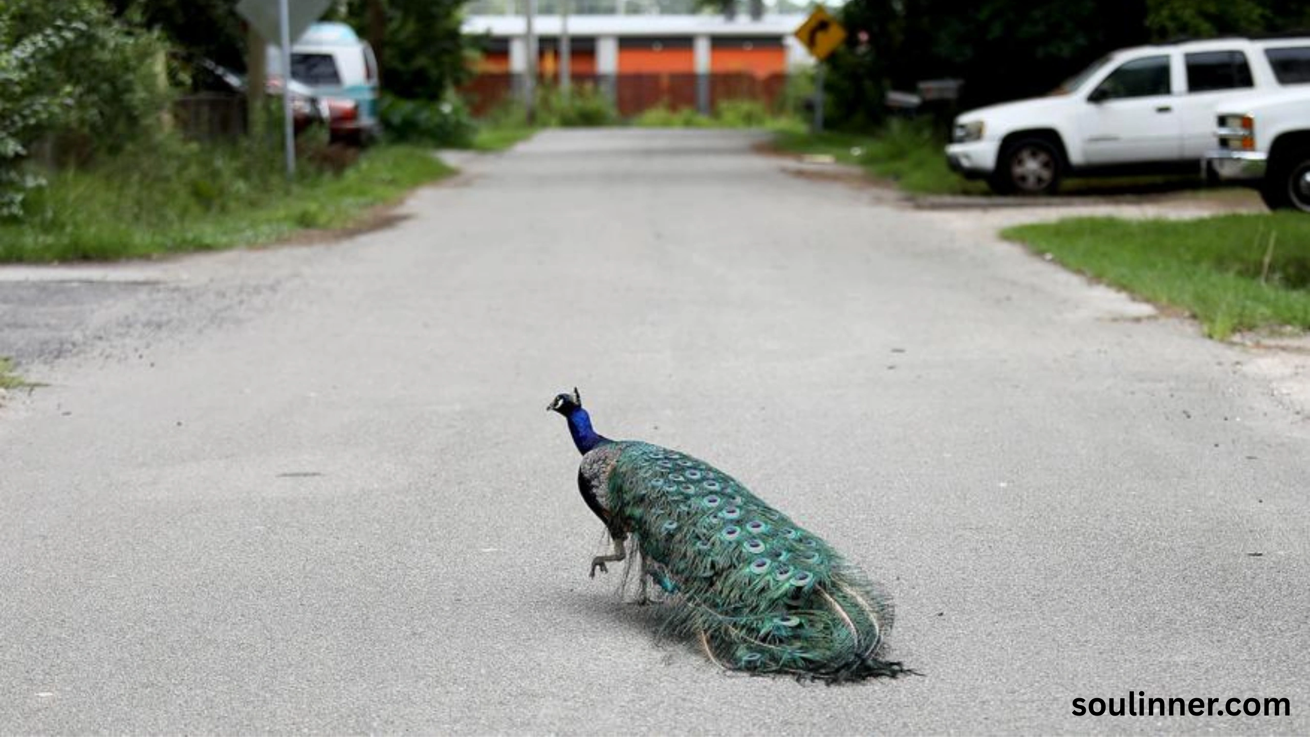 What Does It Mean When a Peacock Crosses Your Path