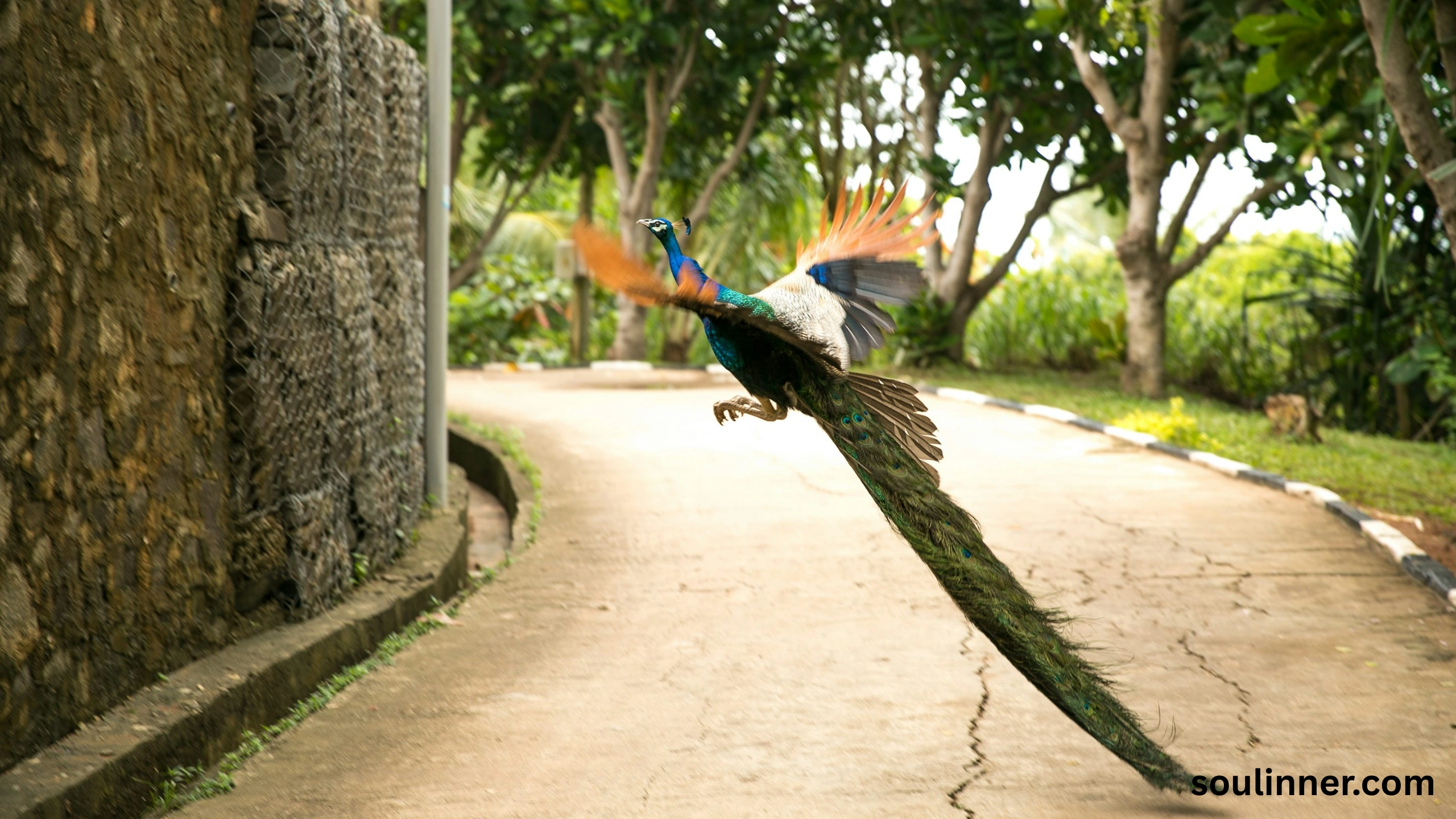 What Does It Mean When a Peacock Crosses Your Path
