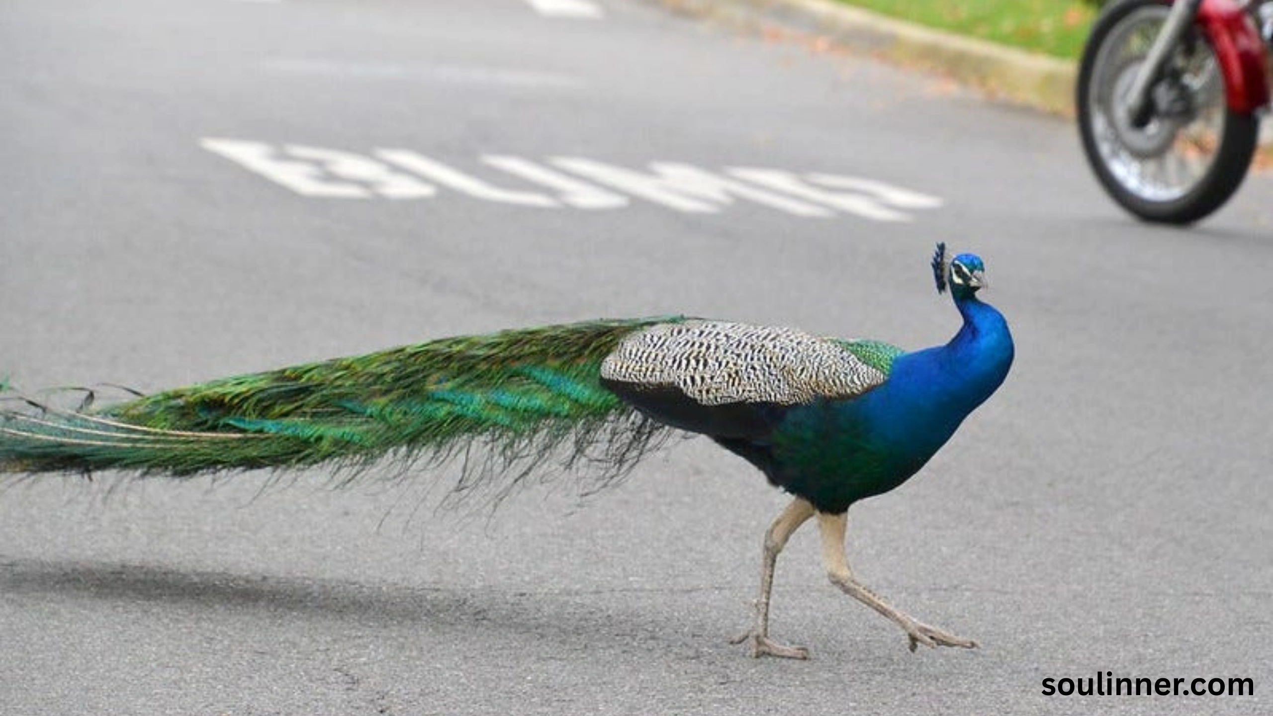 What Does It Mean When a Peacock Crosses Your Path