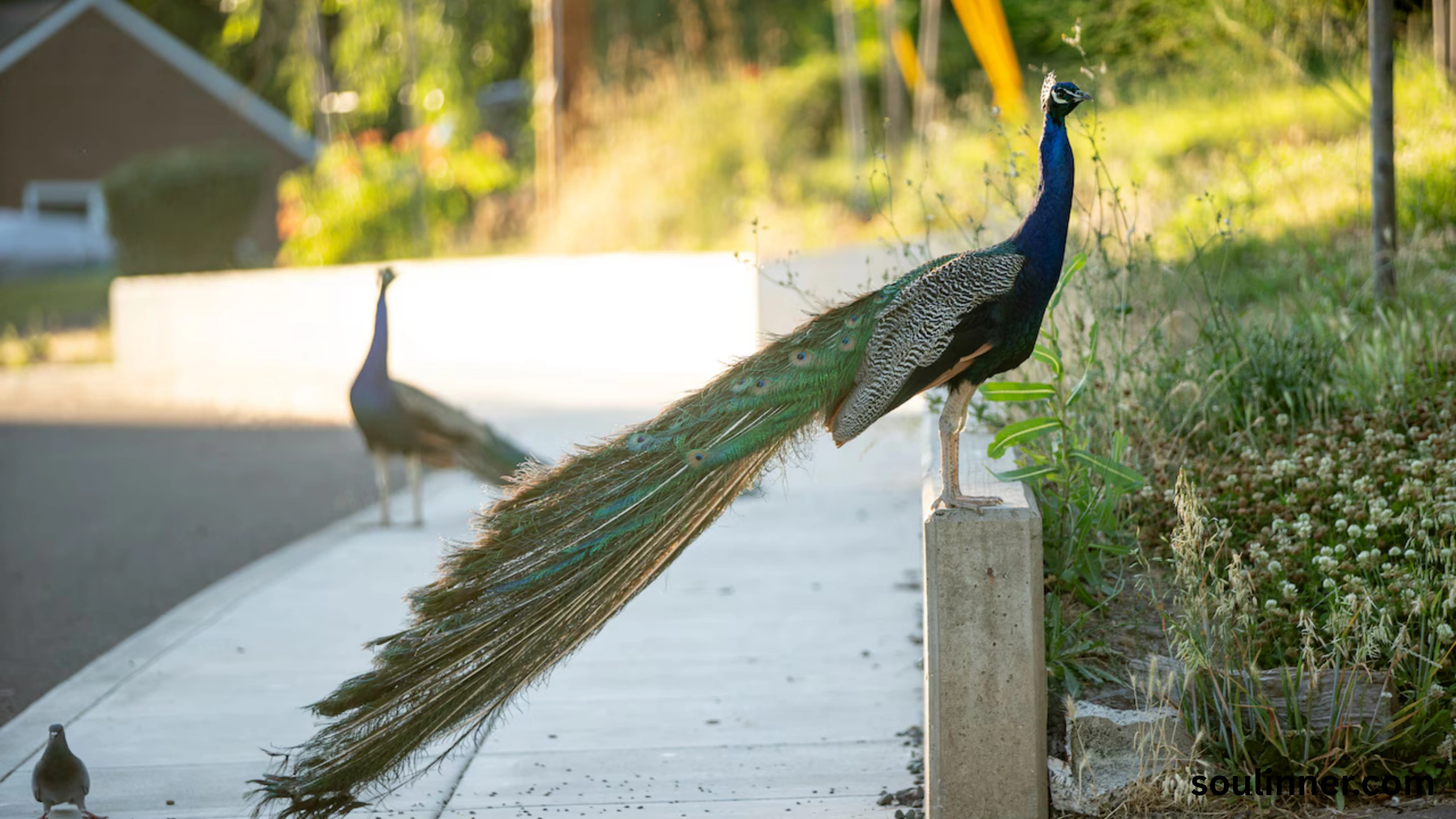 What Does It Mean When a Peacock Crosses Your Path