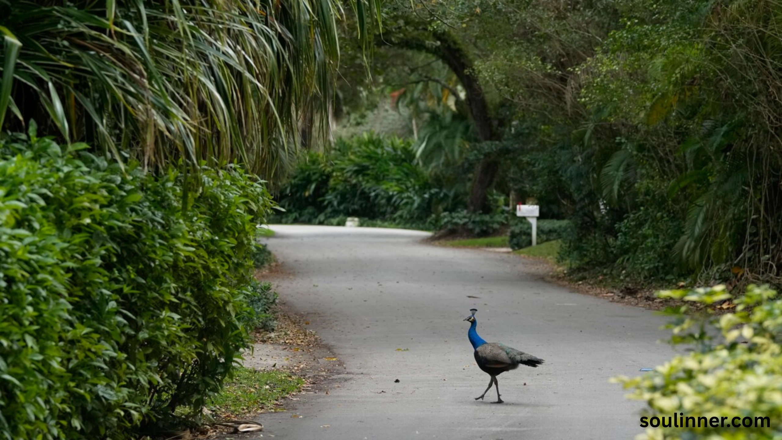 What Does It Mean When a Peacock Crosses Your Path