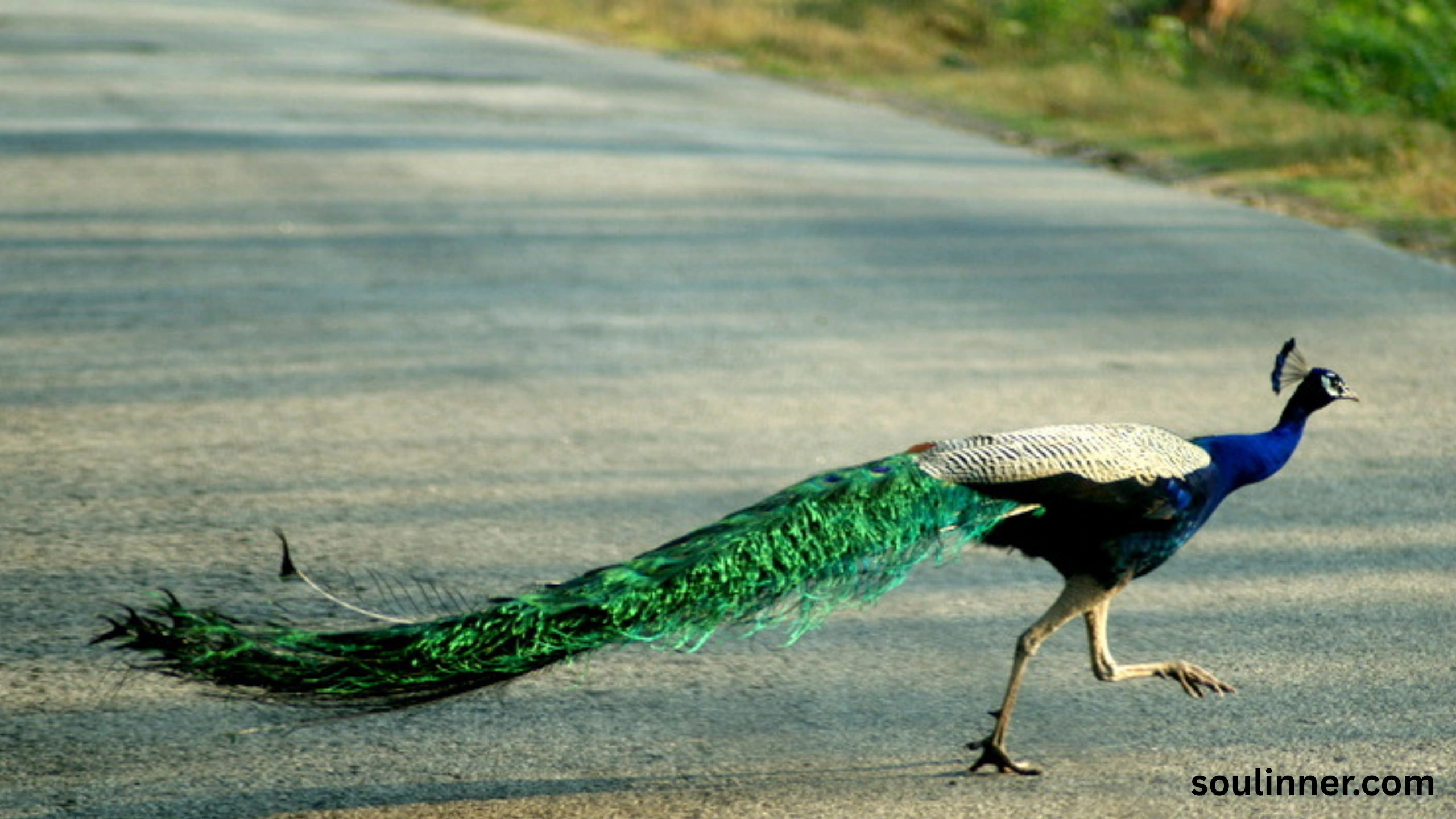 What Does It Mean When a Peacock Crosses Your Path