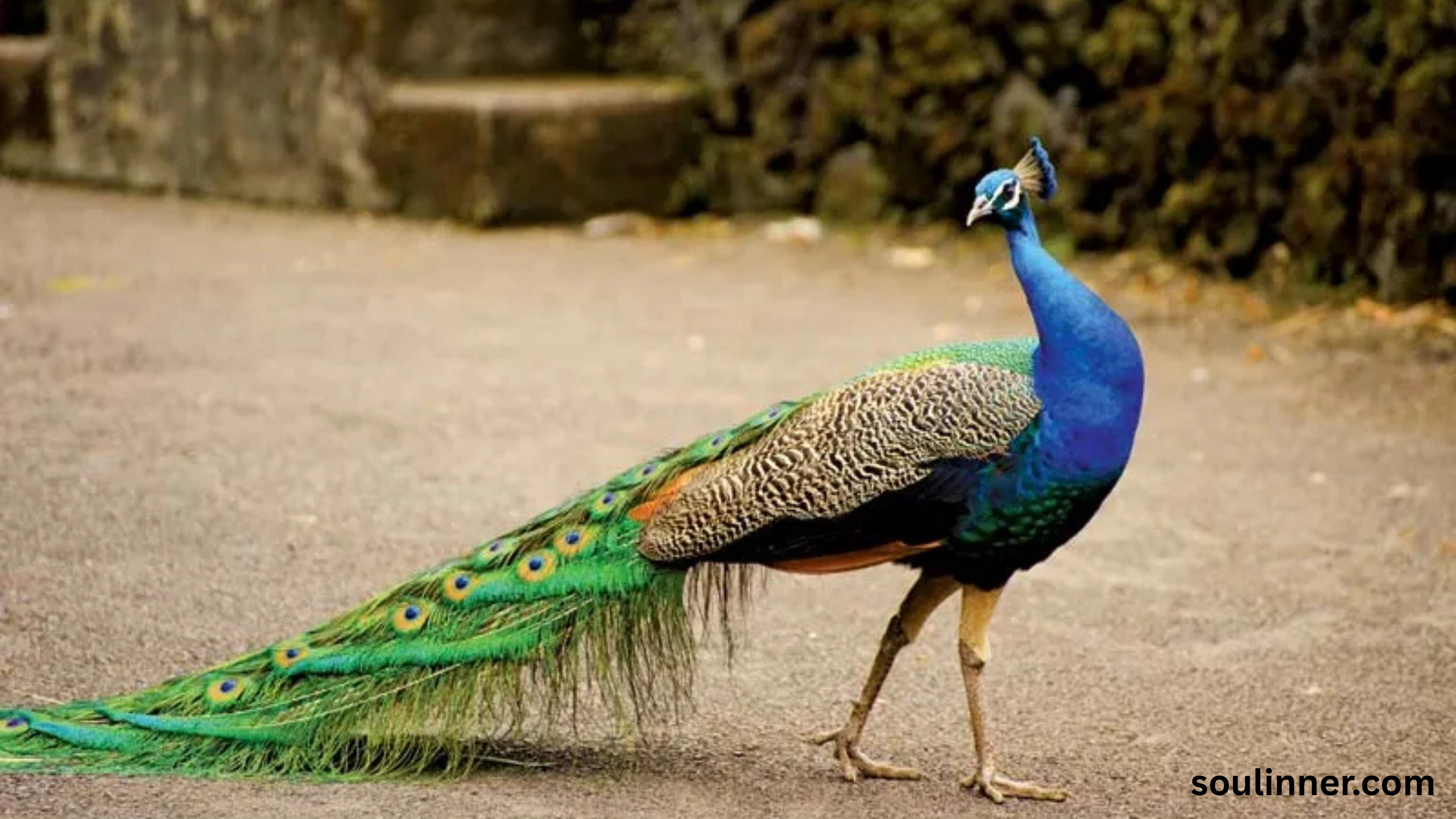 What Does It Mean When a Peacock Crosses Your Path