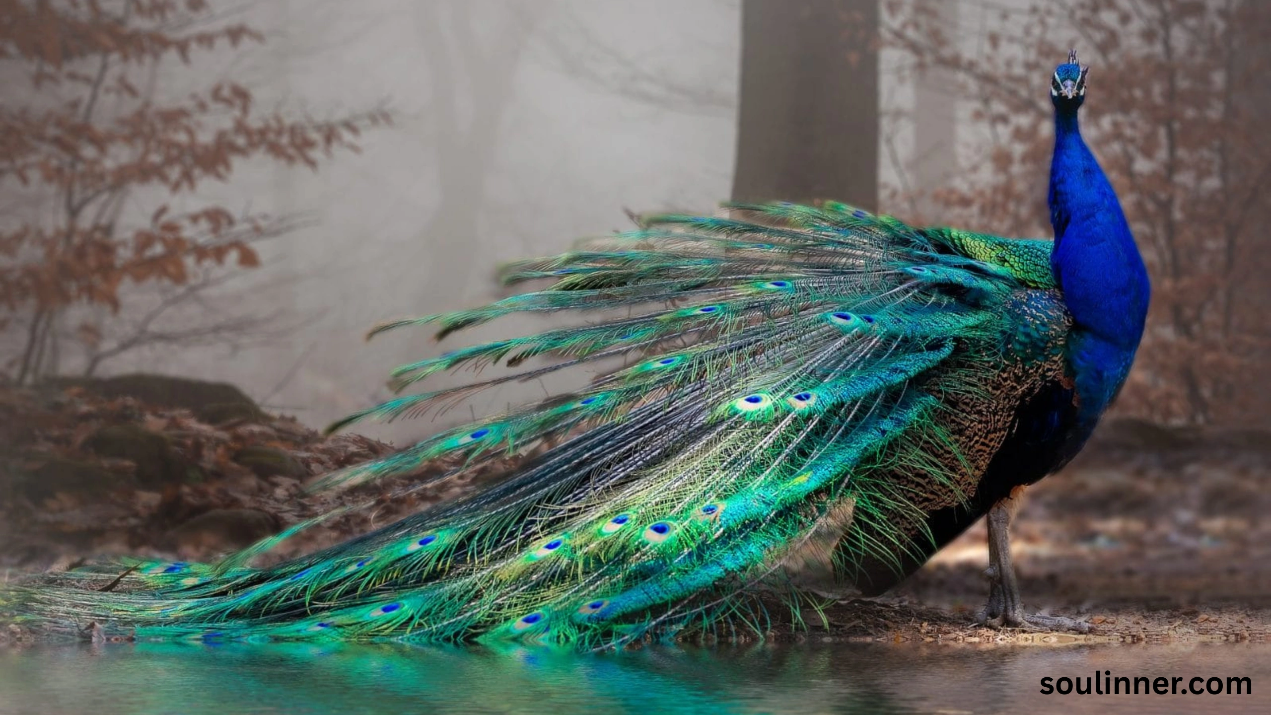 What Does It Mean When a Peacock Crosses Your Path