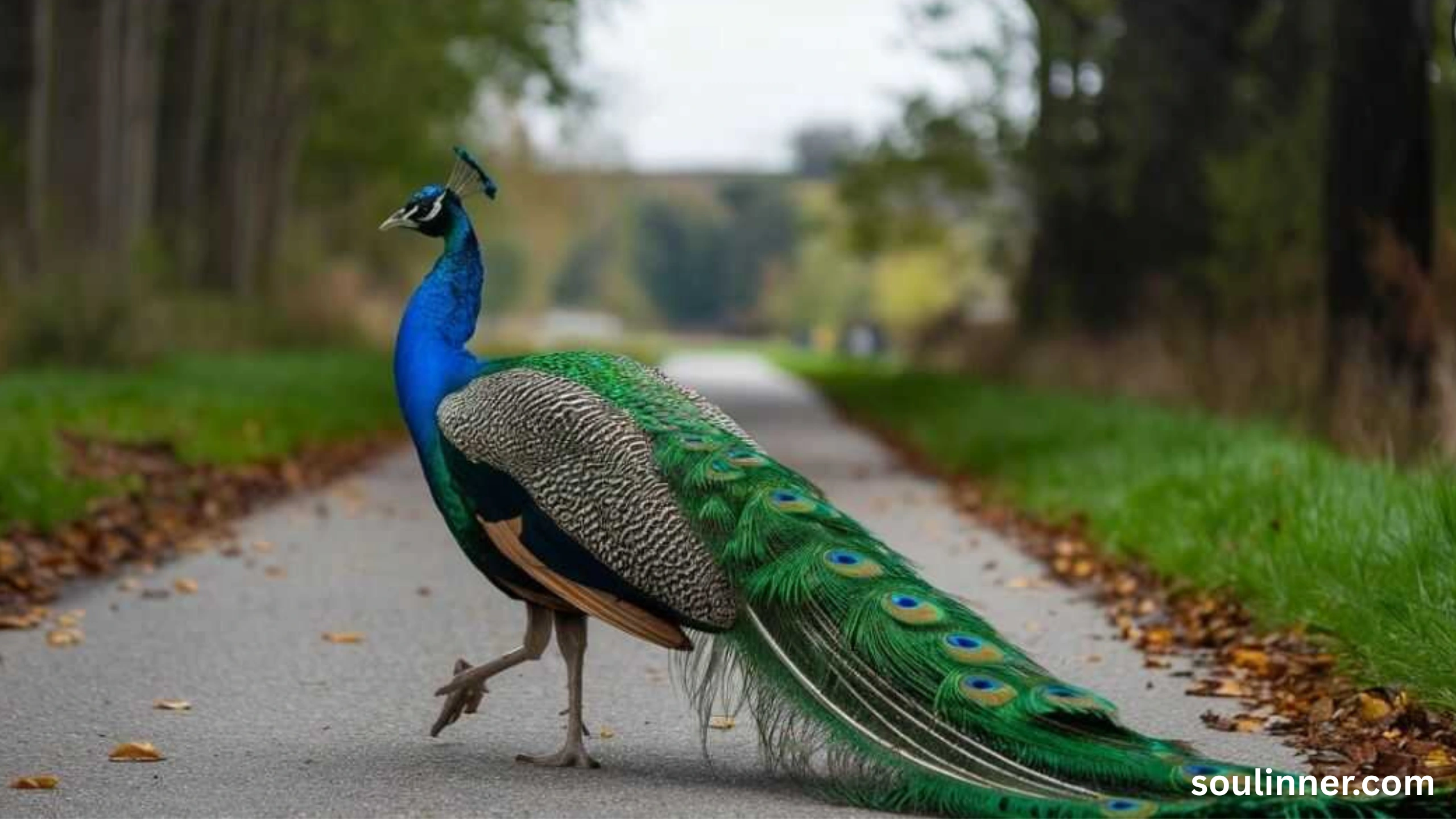 What Does It Mean When a Peacock Crosses Your Path
