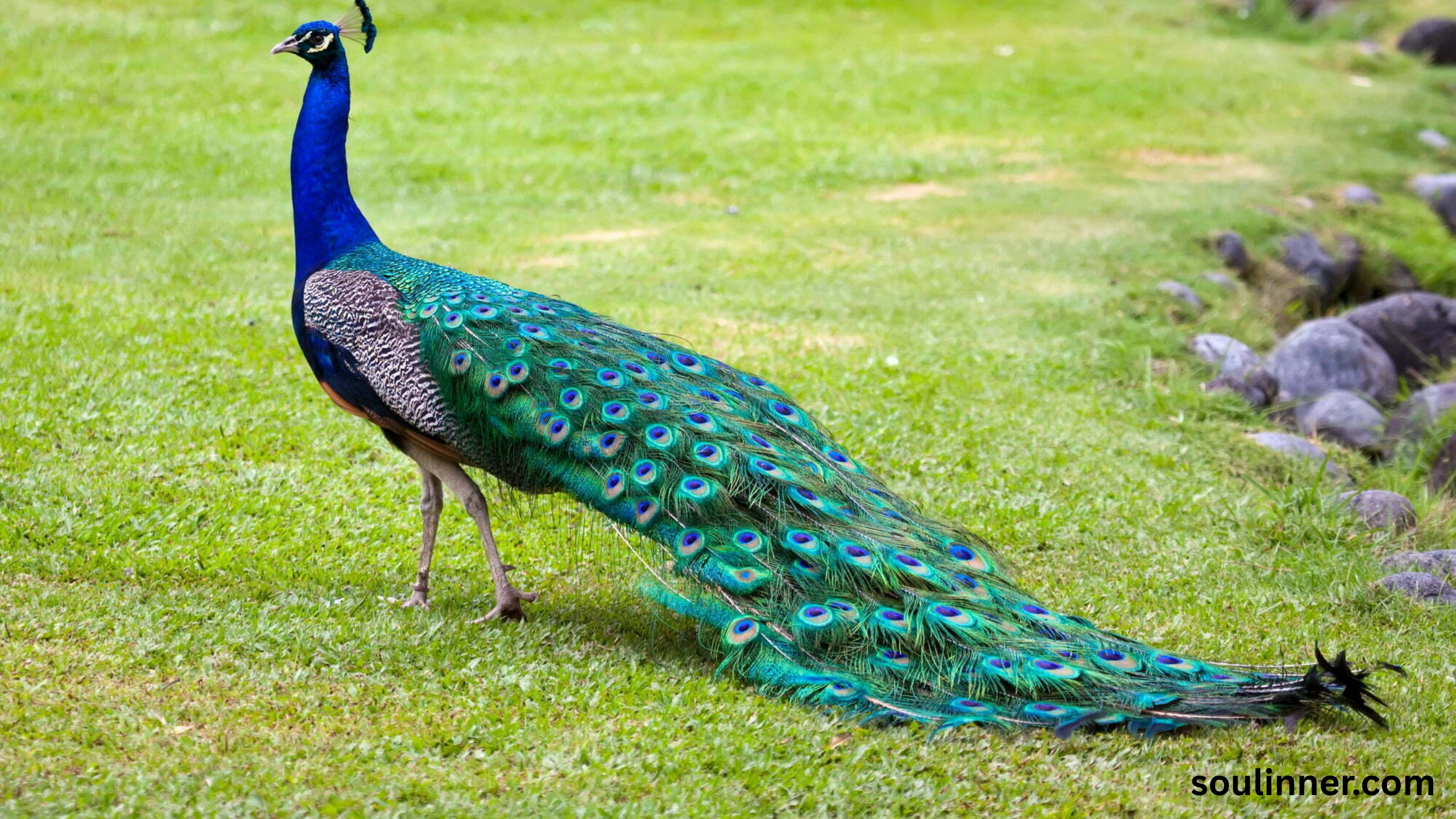 What Does It Mean When a Peacock Crosses Your Path
