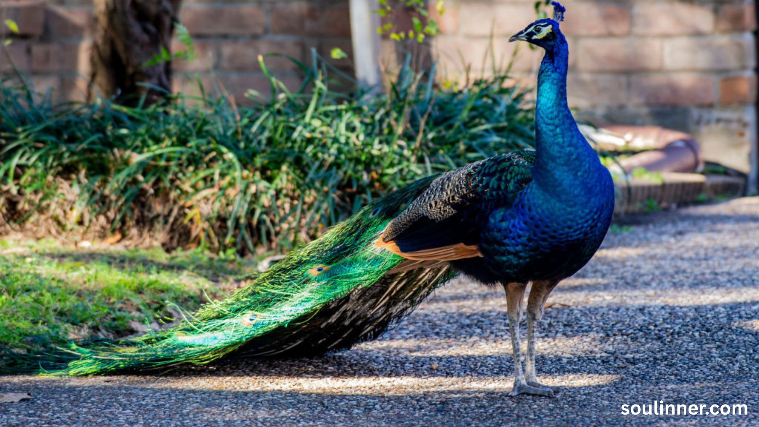 What Does It Mean When a Peacock Crosses Your Path
