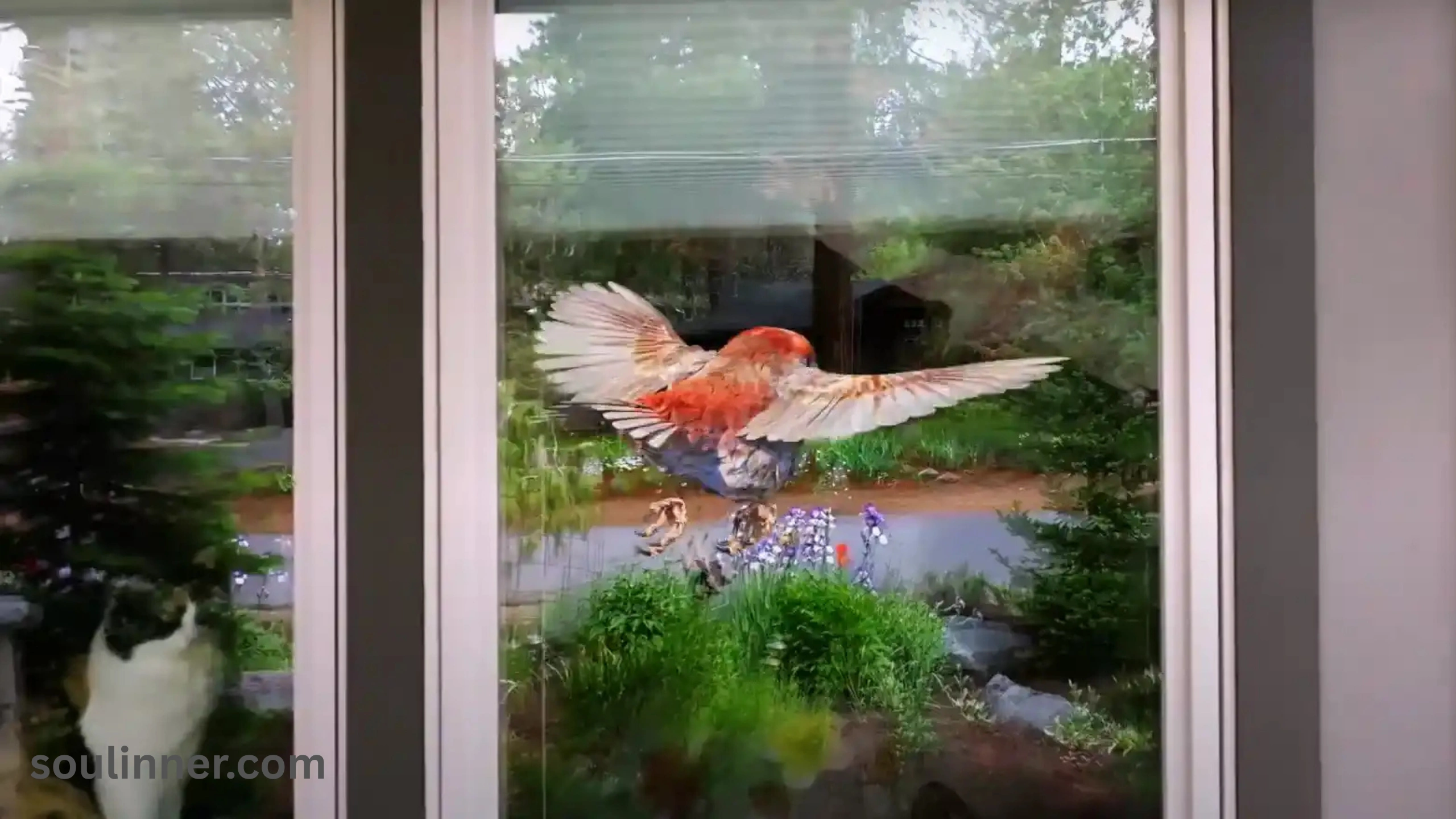 When a Bird Hits Your Window