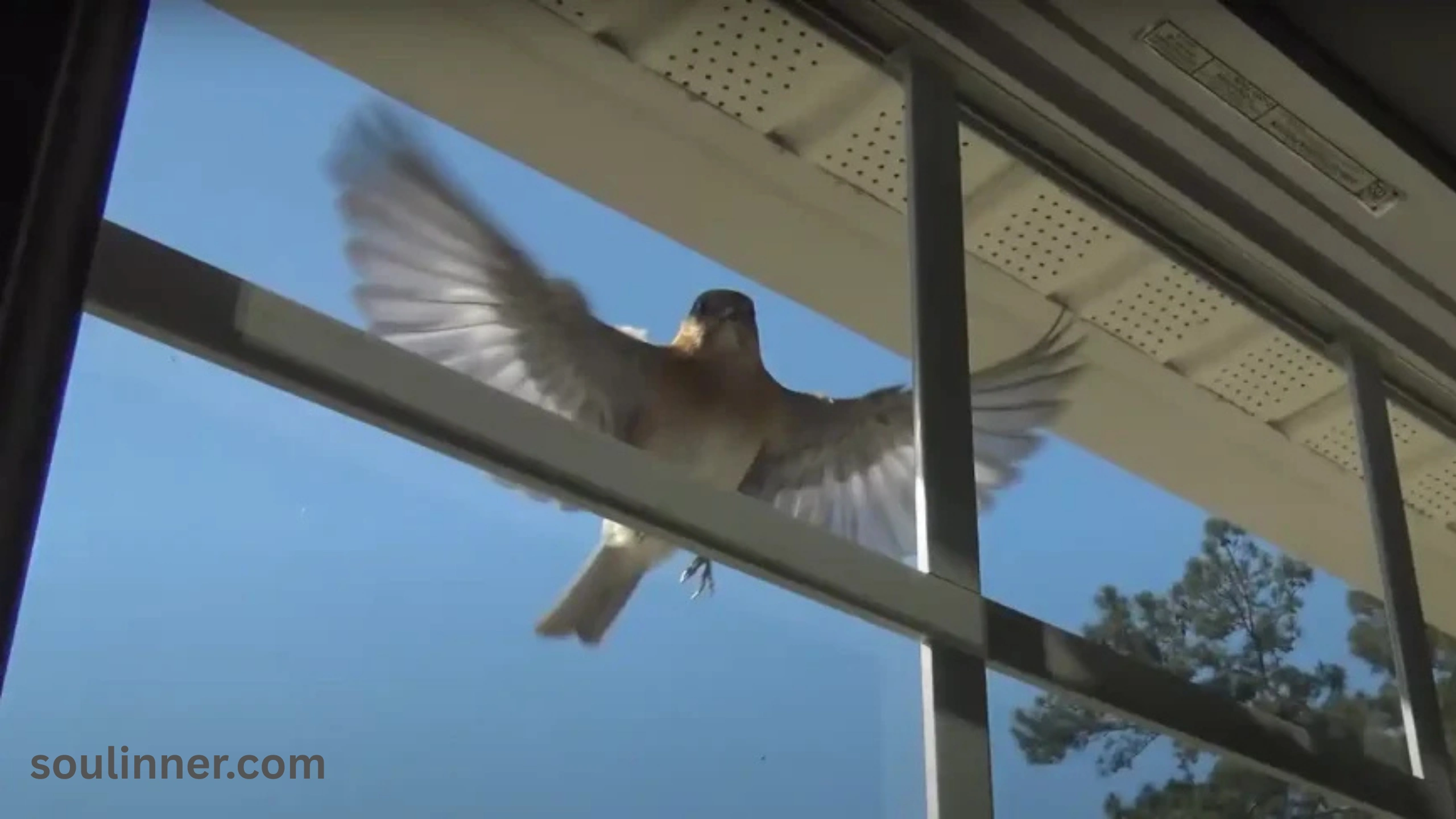 When a Bird Hits Your Window