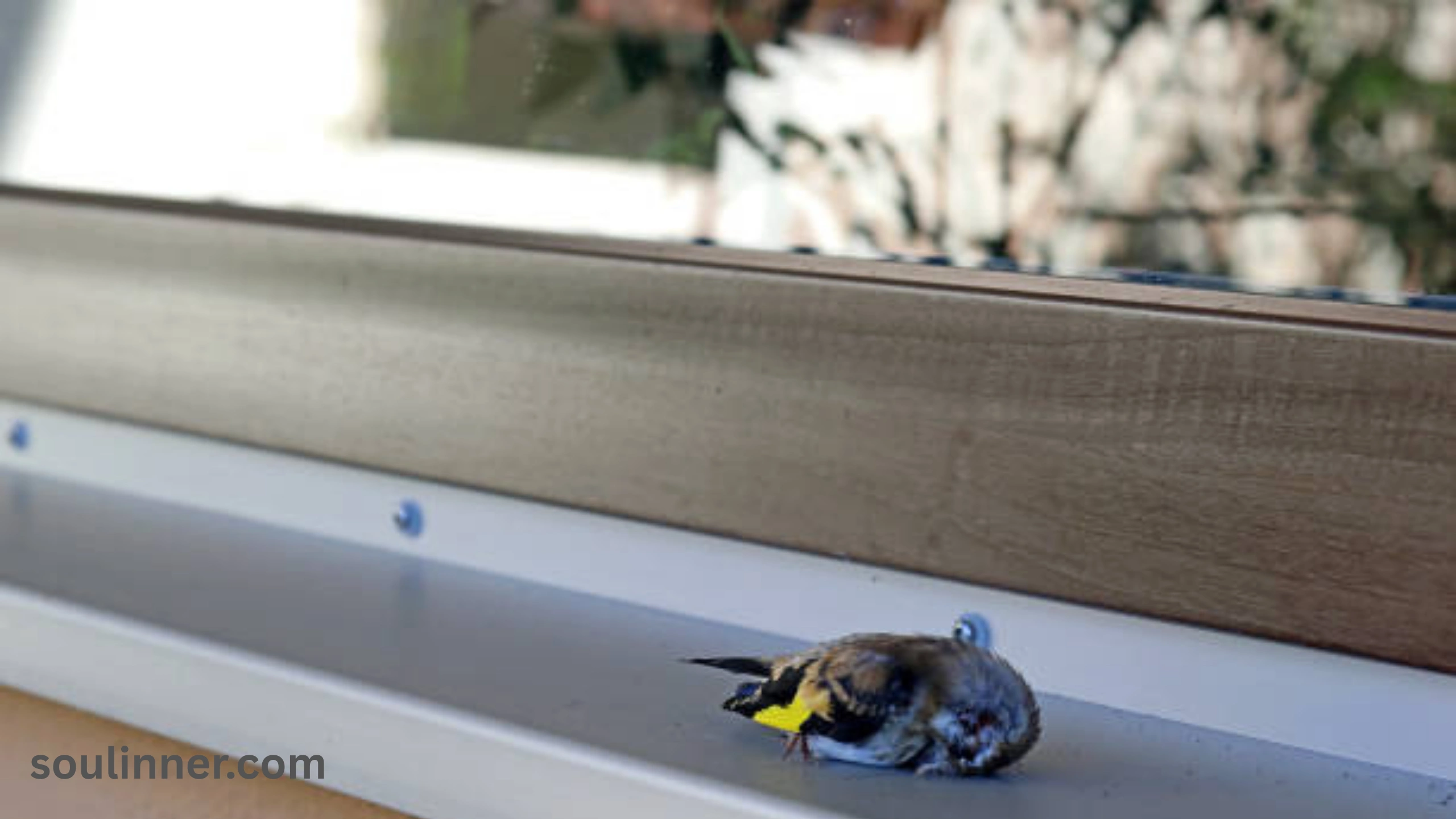 When a Bird Hits Your Window