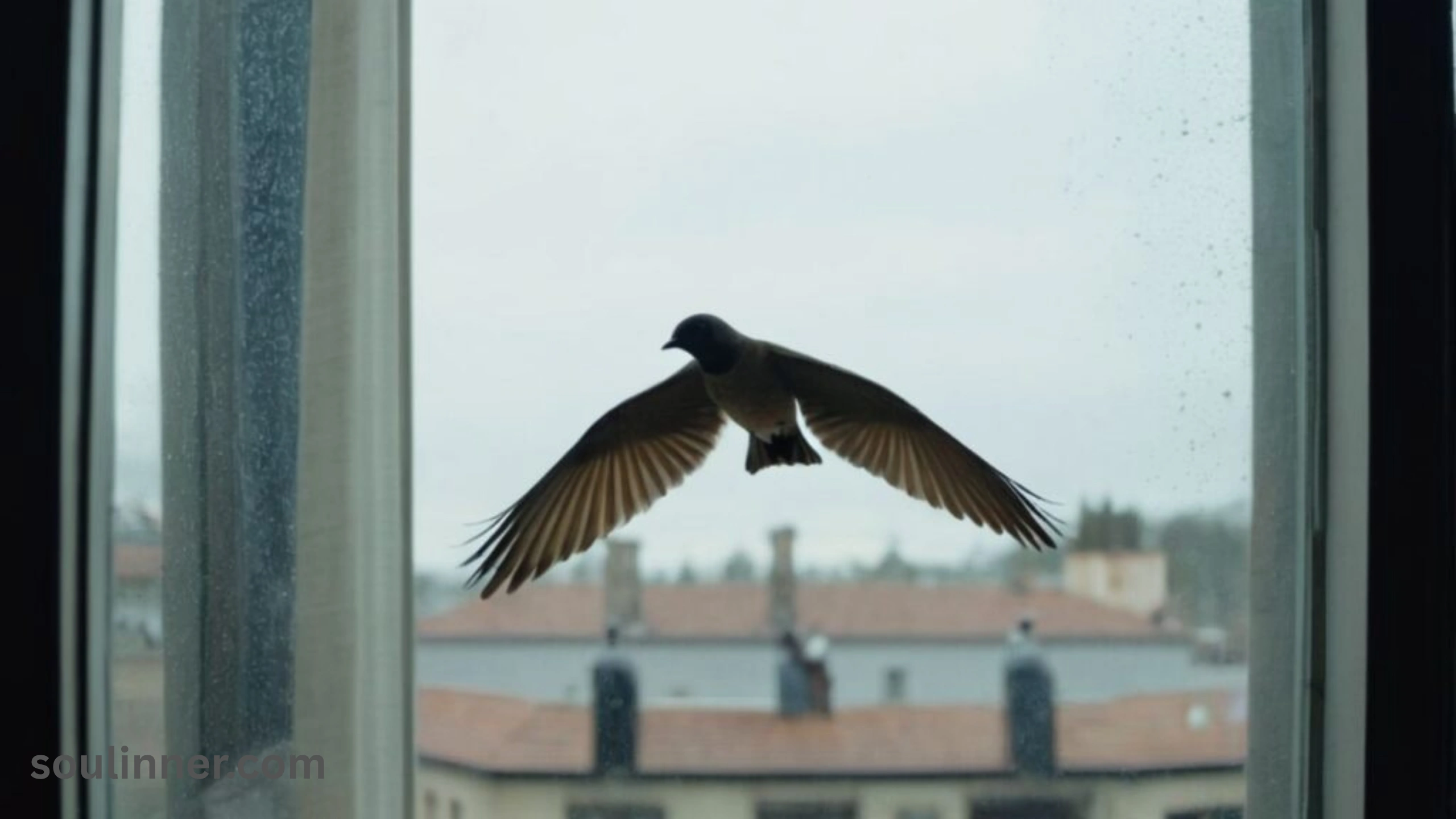 When a Bird Hits Your Window