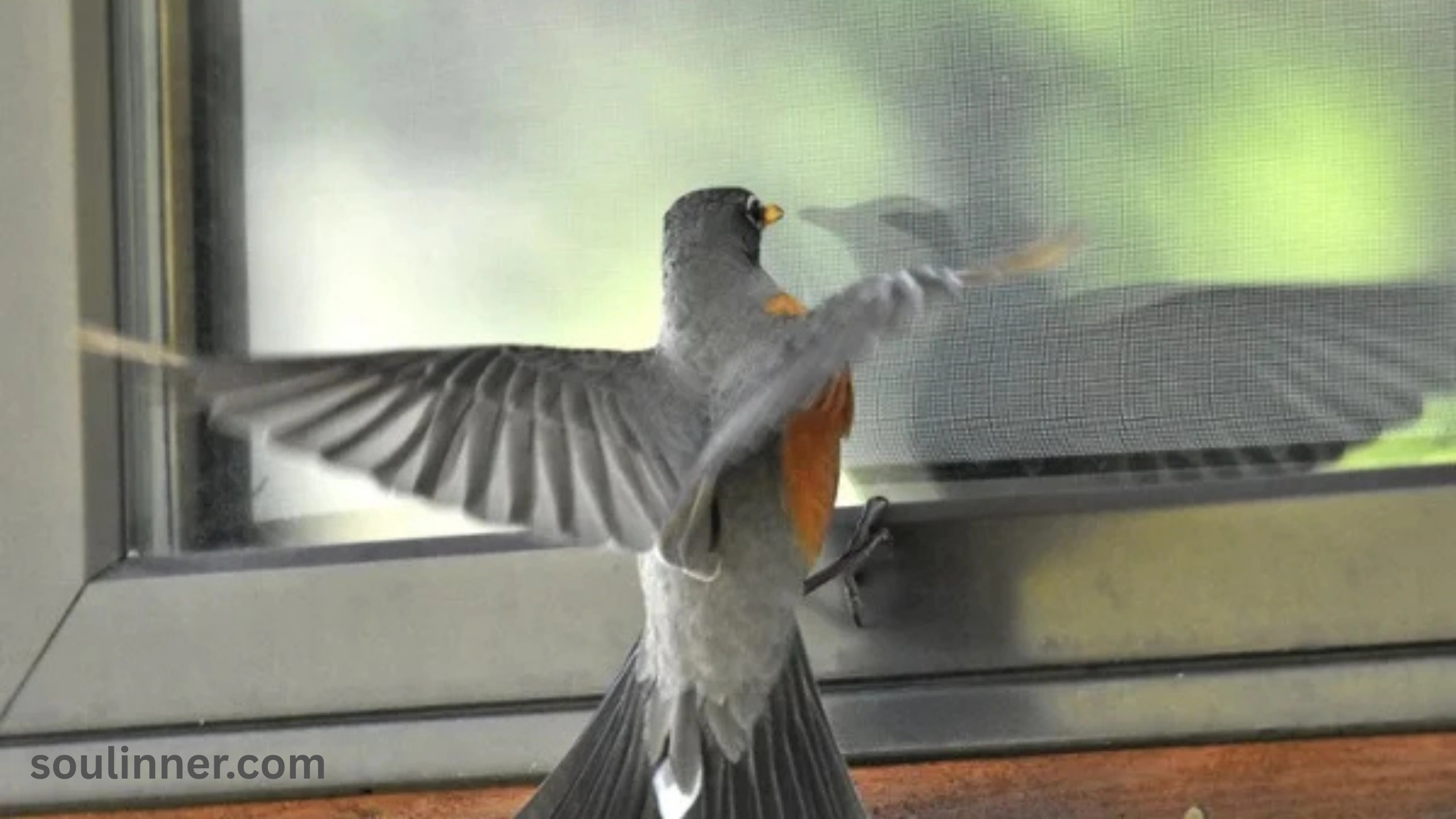 When a Bird Hits Your Window