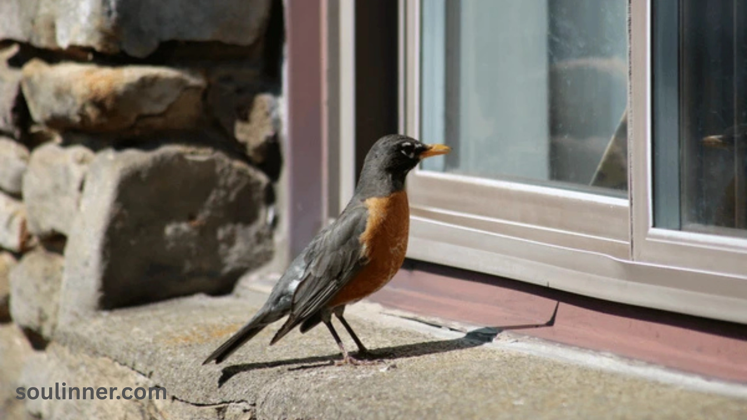 When a Bird Hits Your Window