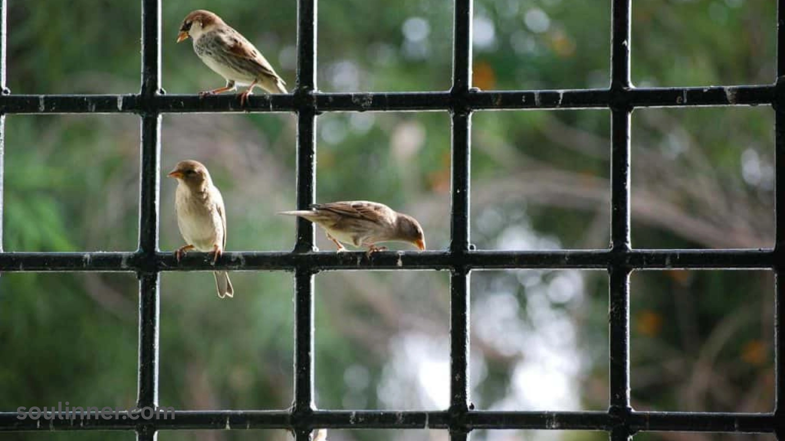 When a Bird Hits Your Window