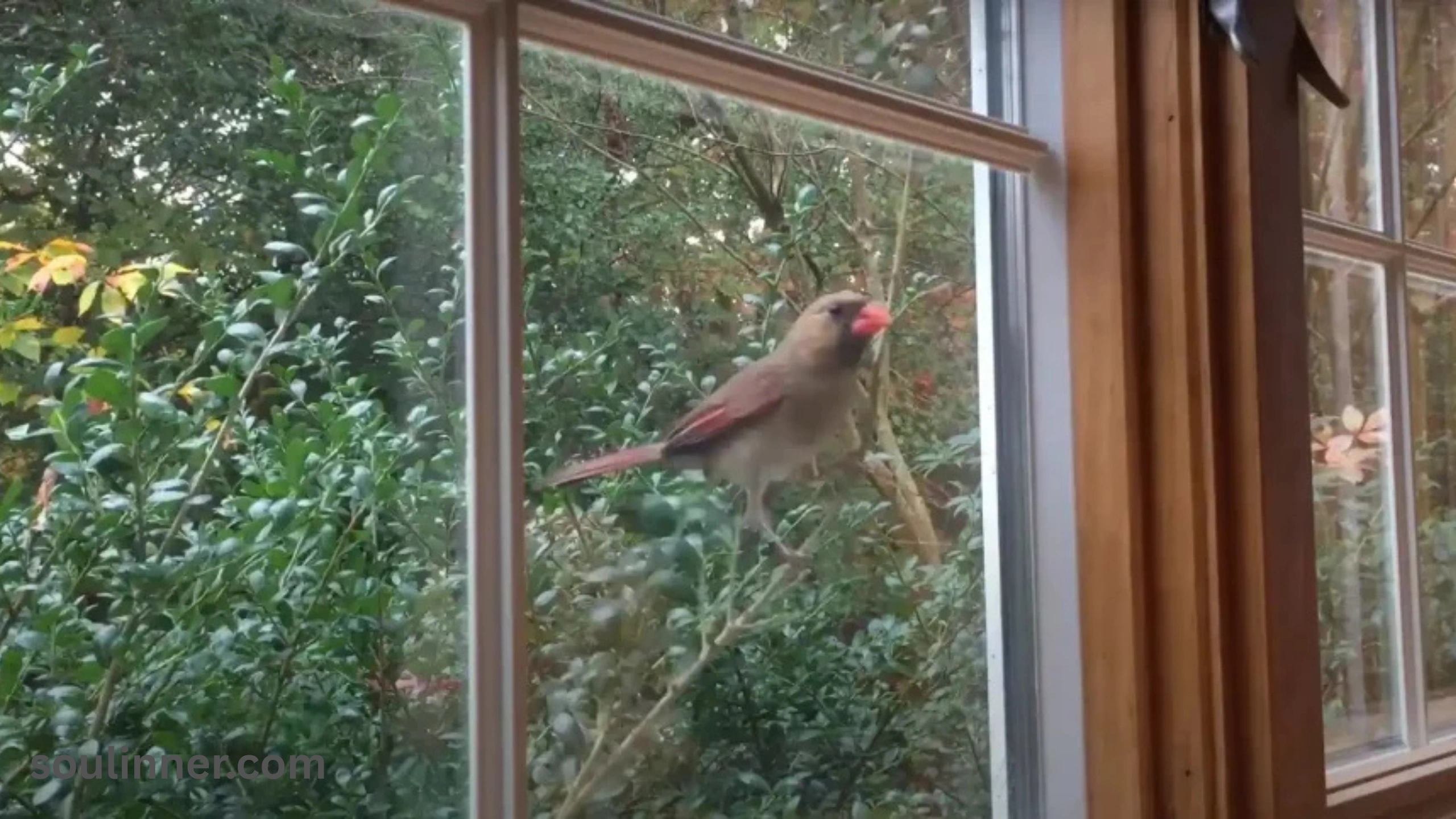 When a Bird Hits Your Window