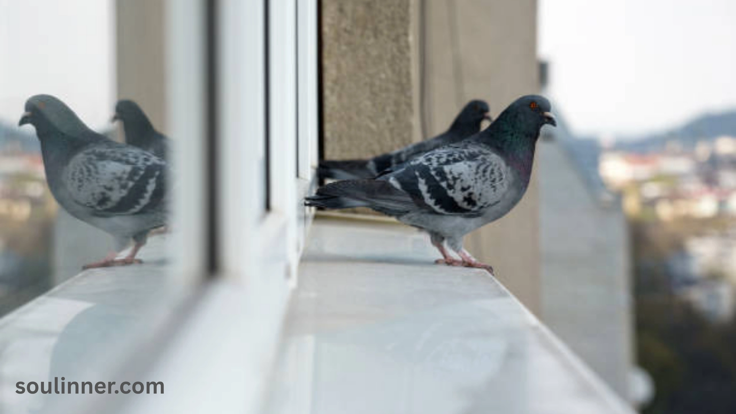 When a Bird Hits Your Window