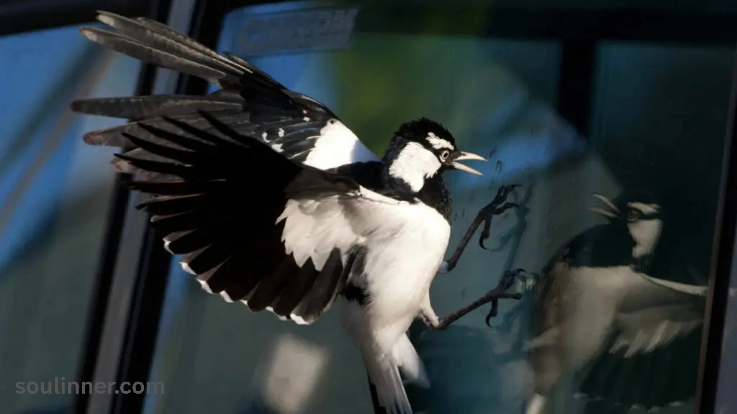When a Bird Hits Your Window