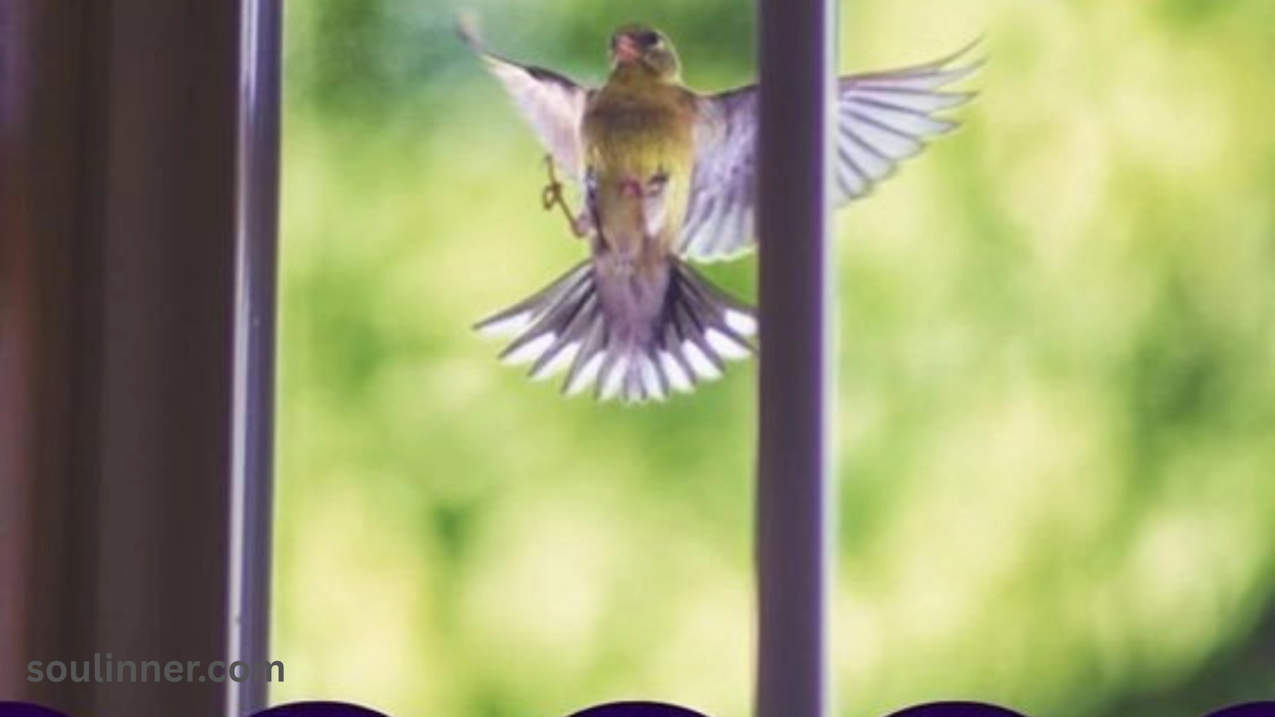 When a Bird Hits Your Window