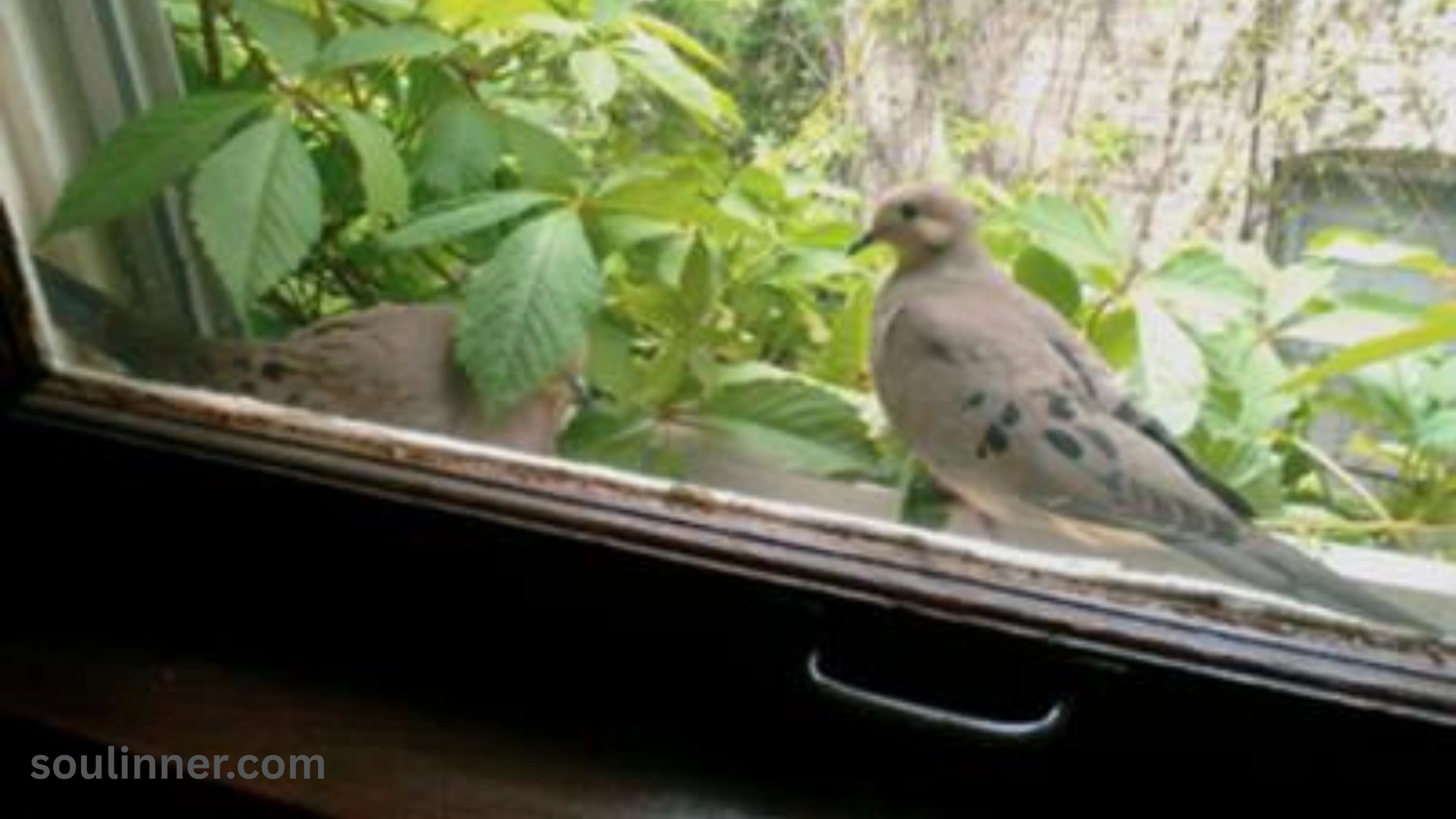 When a Bird Hits Your Window