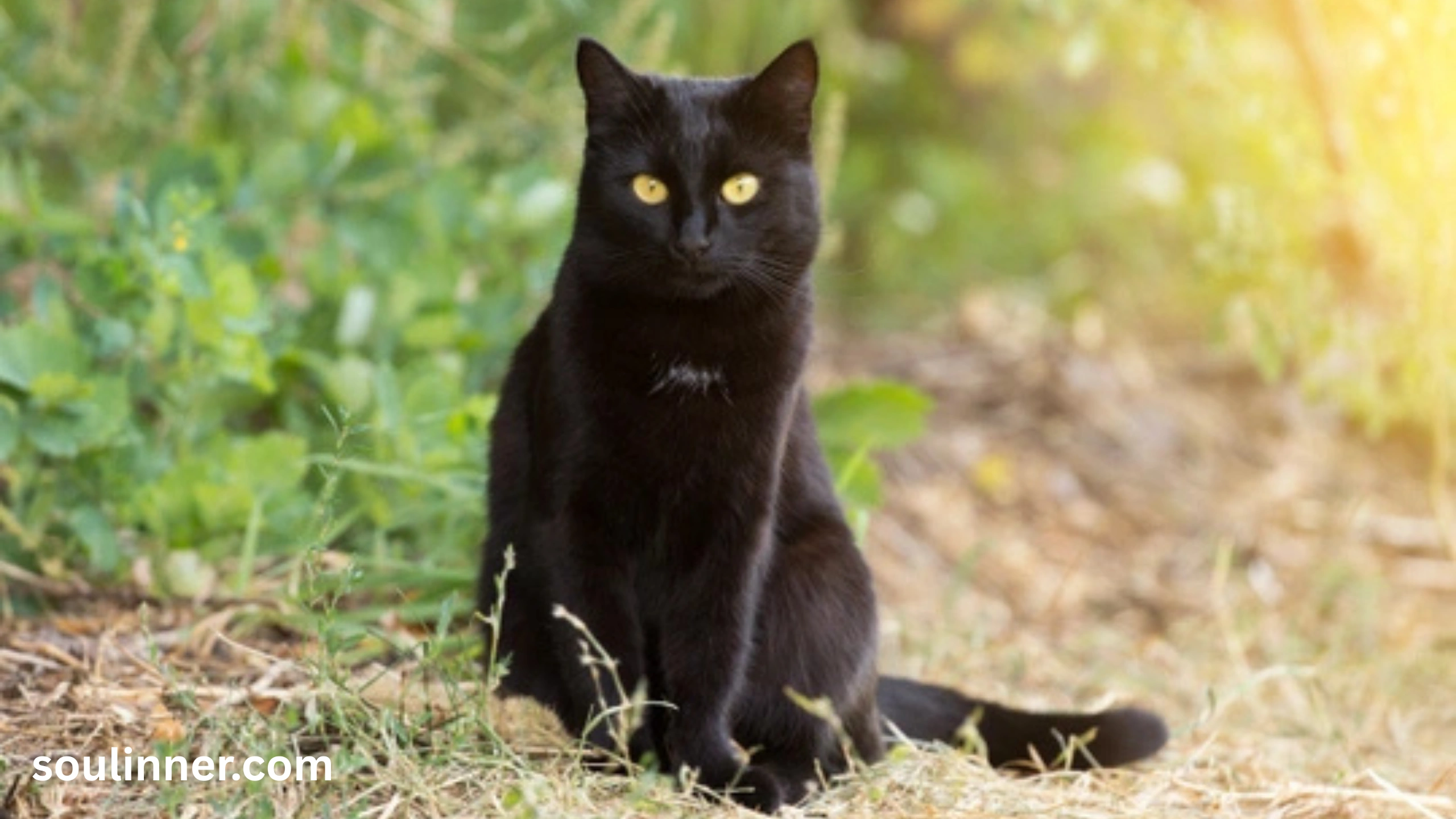 When a Stray Black Cat Chooses You spiritual meaning