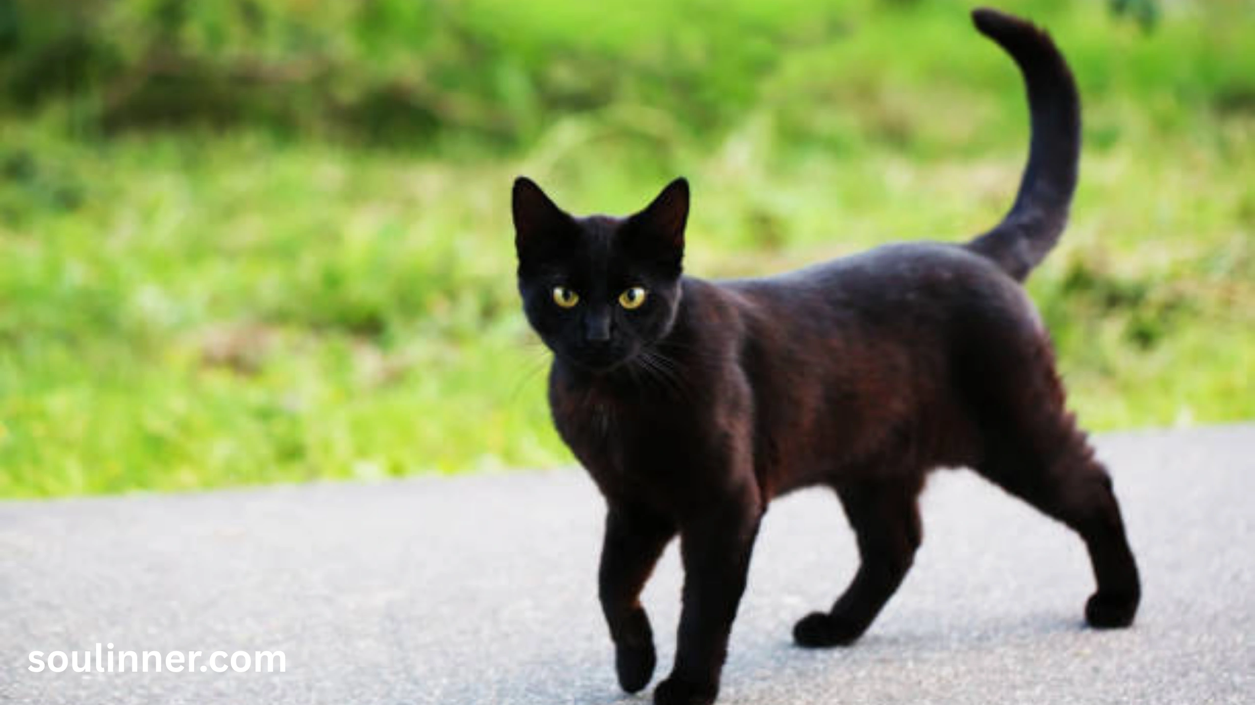 When a Stray Black Cat Chooses You spiritual meaning
