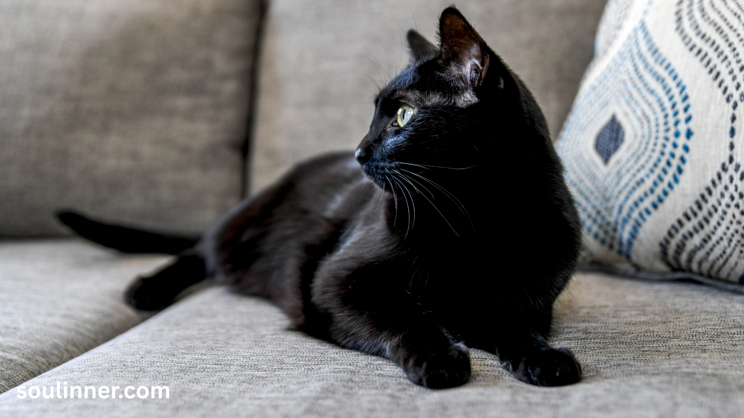 When a Stray Black Cat Chooses You spiritual meaning