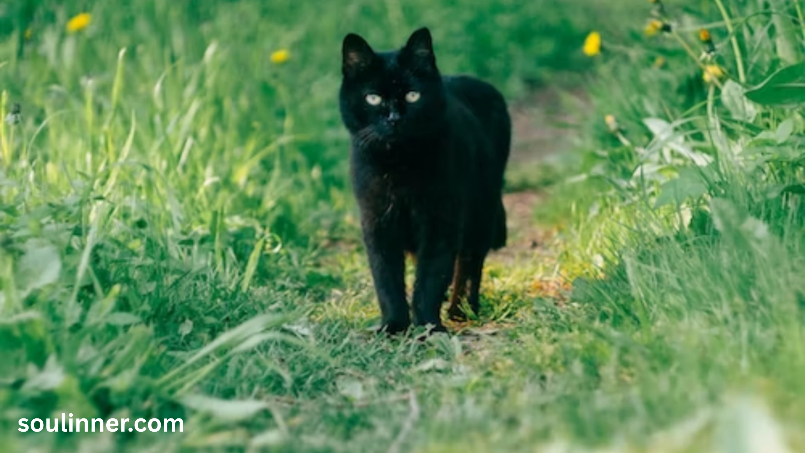When a Stray Black Cat Chooses You spiritual meaning