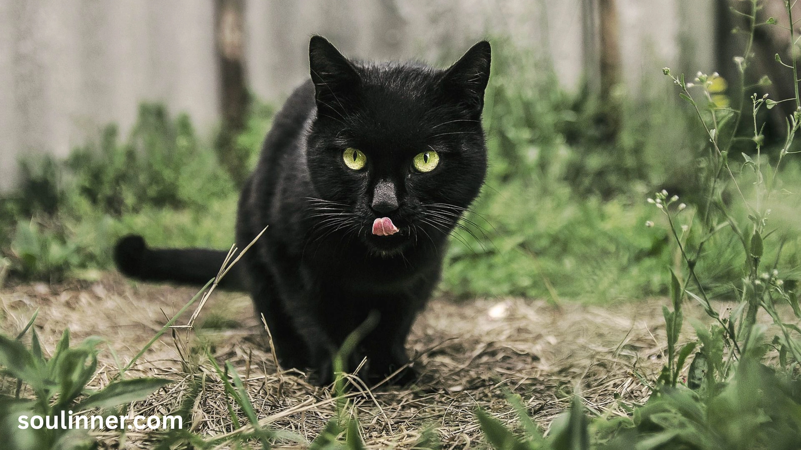 When a Stray Black Cat Chooses You spiritual meaning