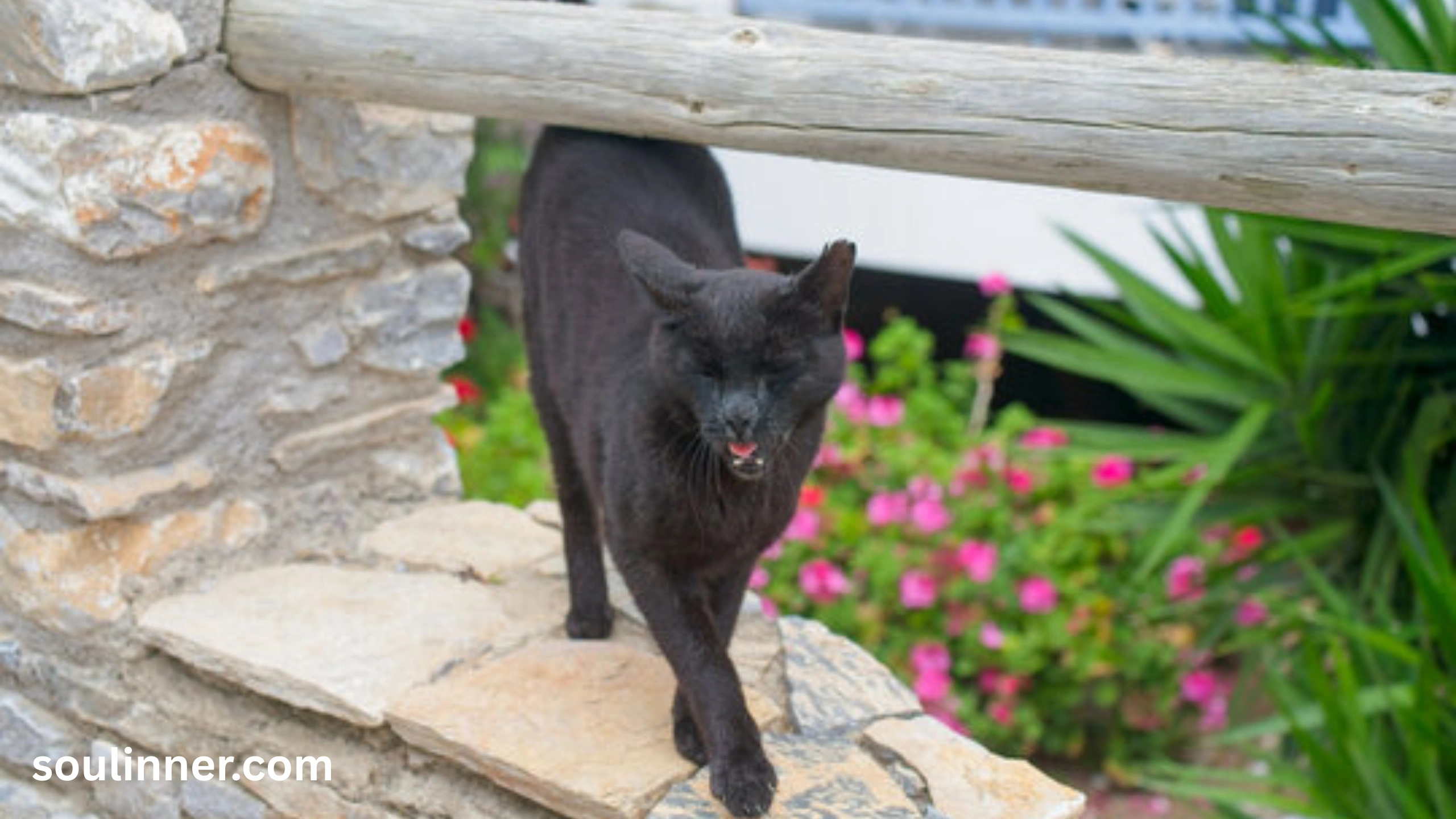 When a Stray Black Cat Chooses You spiritual meaning