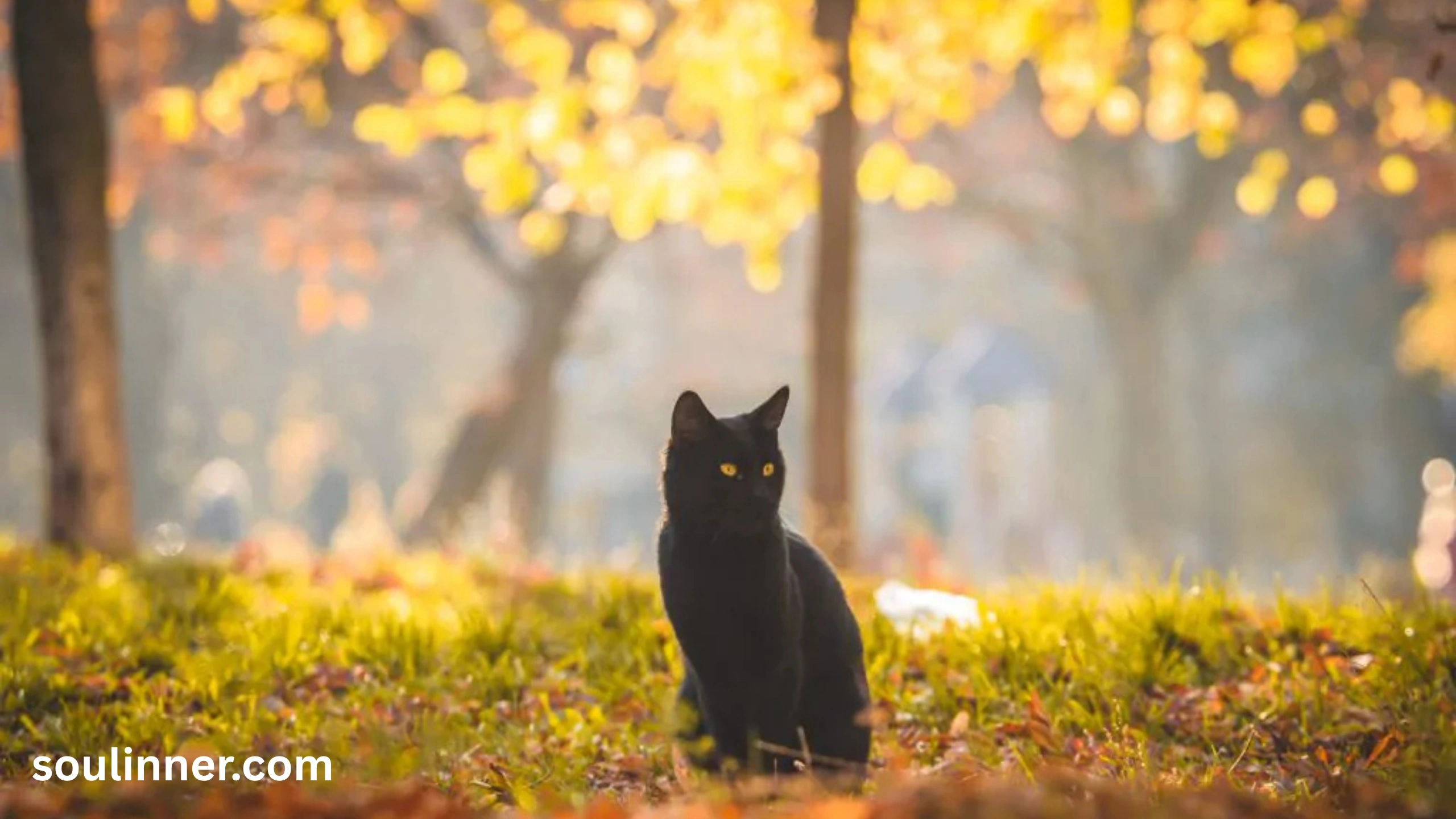 When a Stray Black Cat Chooses You spiritual meaning