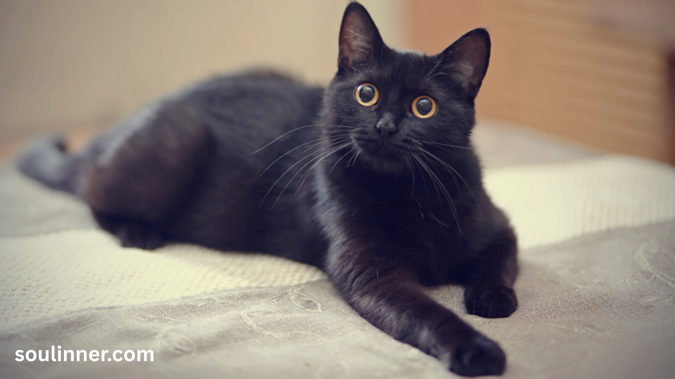 When a Stray Black Cat Chooses You spiritual meaning